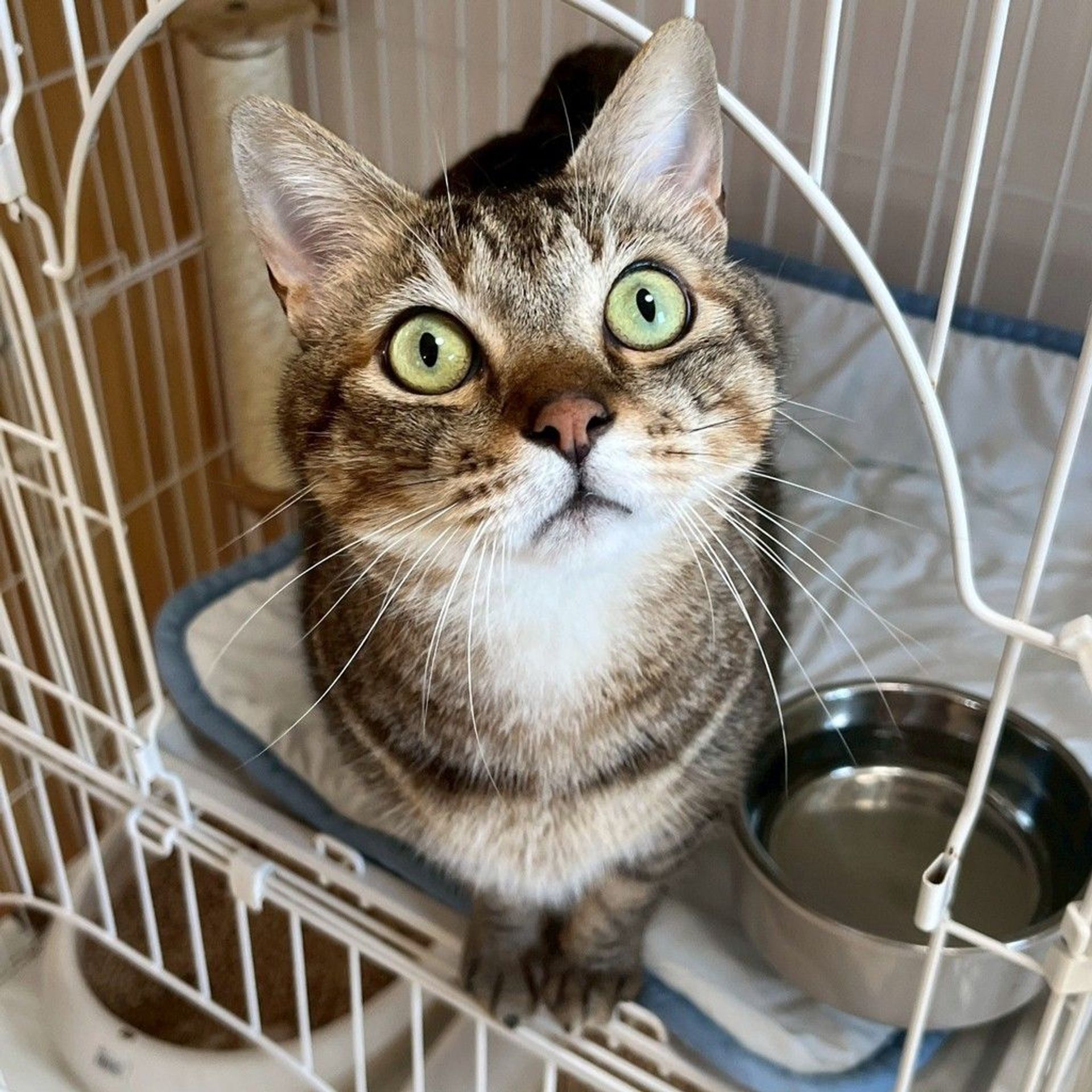 雑種（ミックス猫）・オスの里親募集の写真
