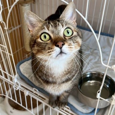 ユズの写真
