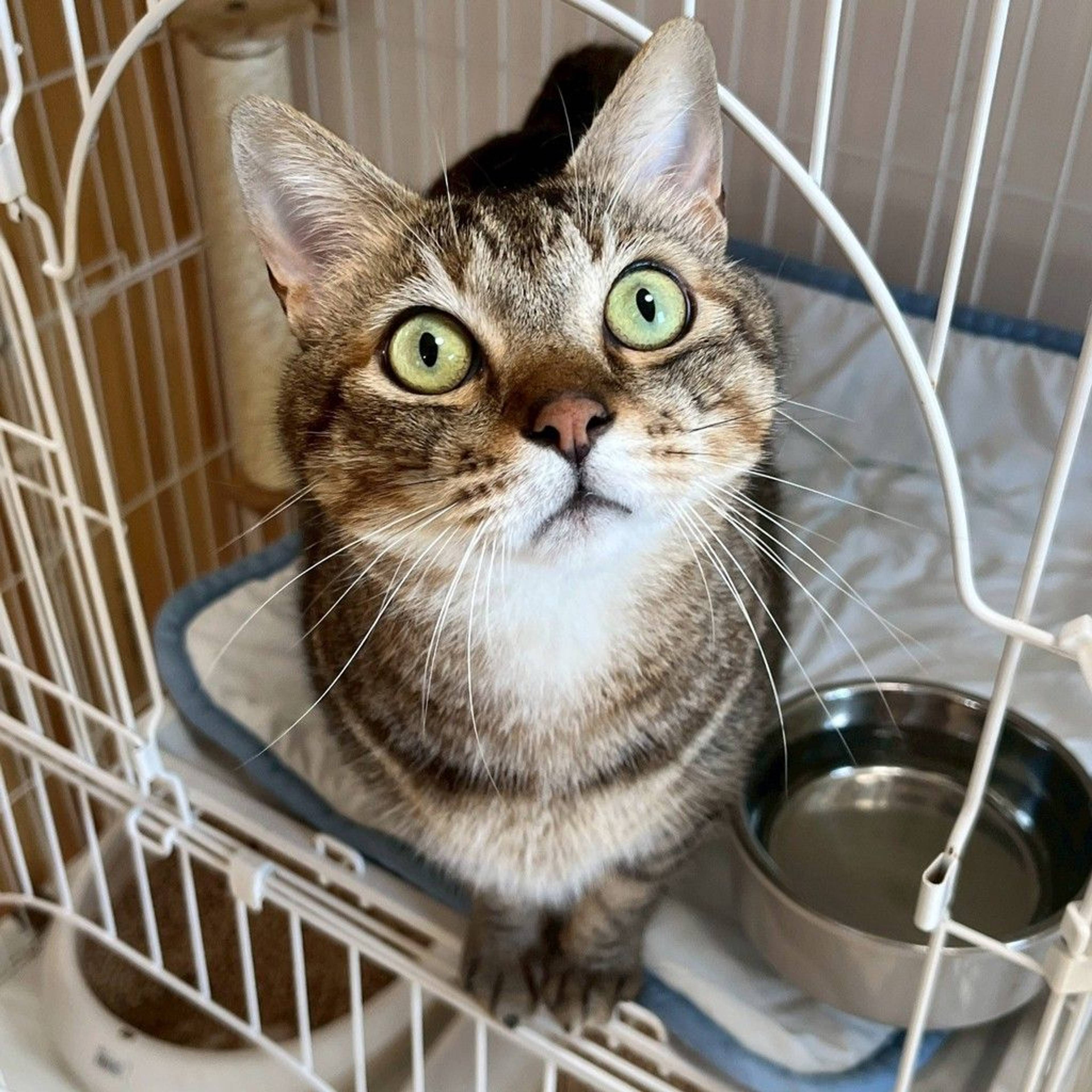 雑種（ミックス猫）・オスの里親募集の写真