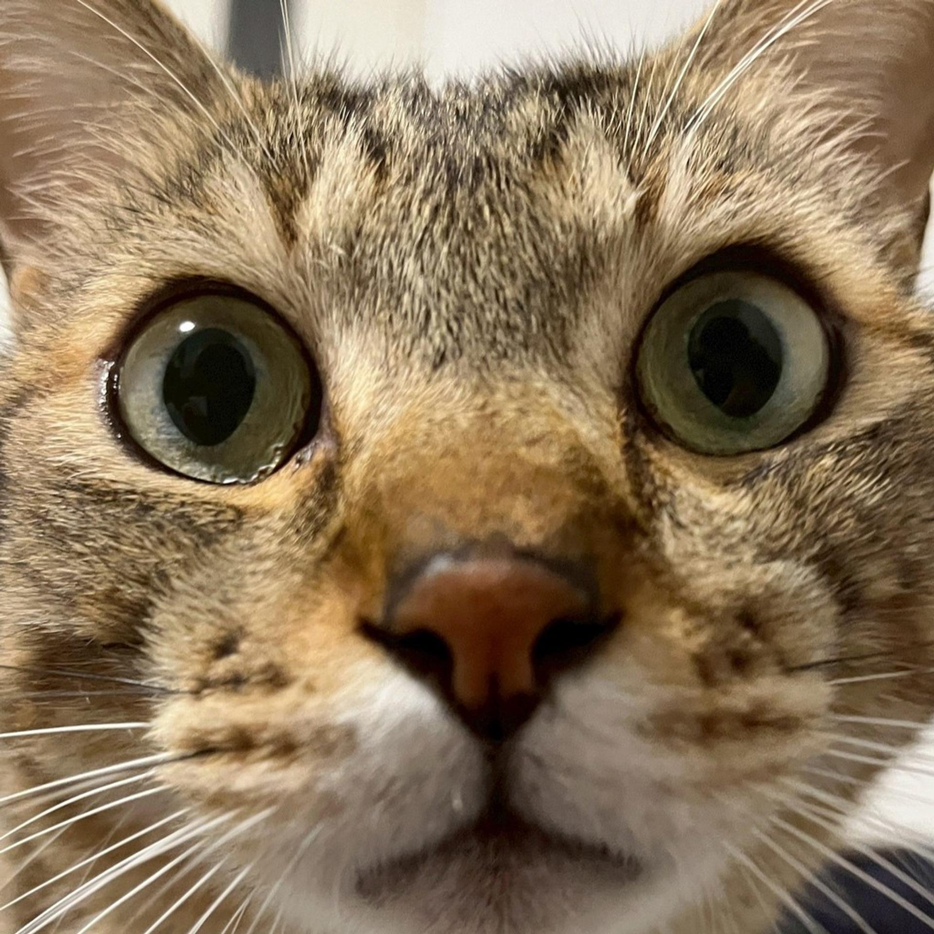 pet-image-2