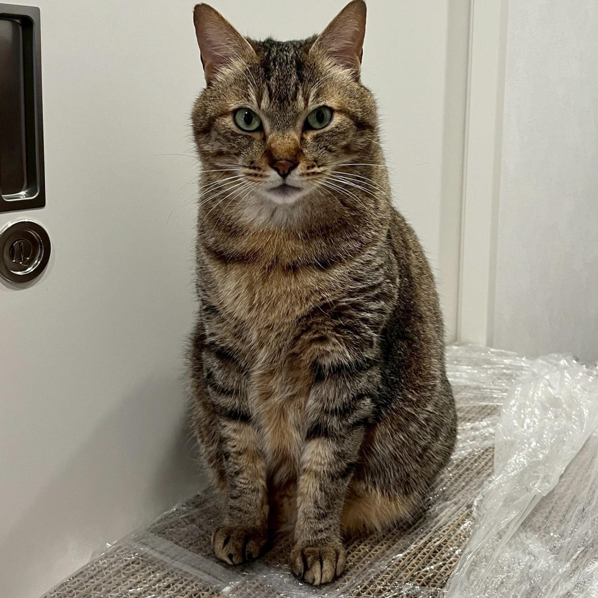 pet-image-4