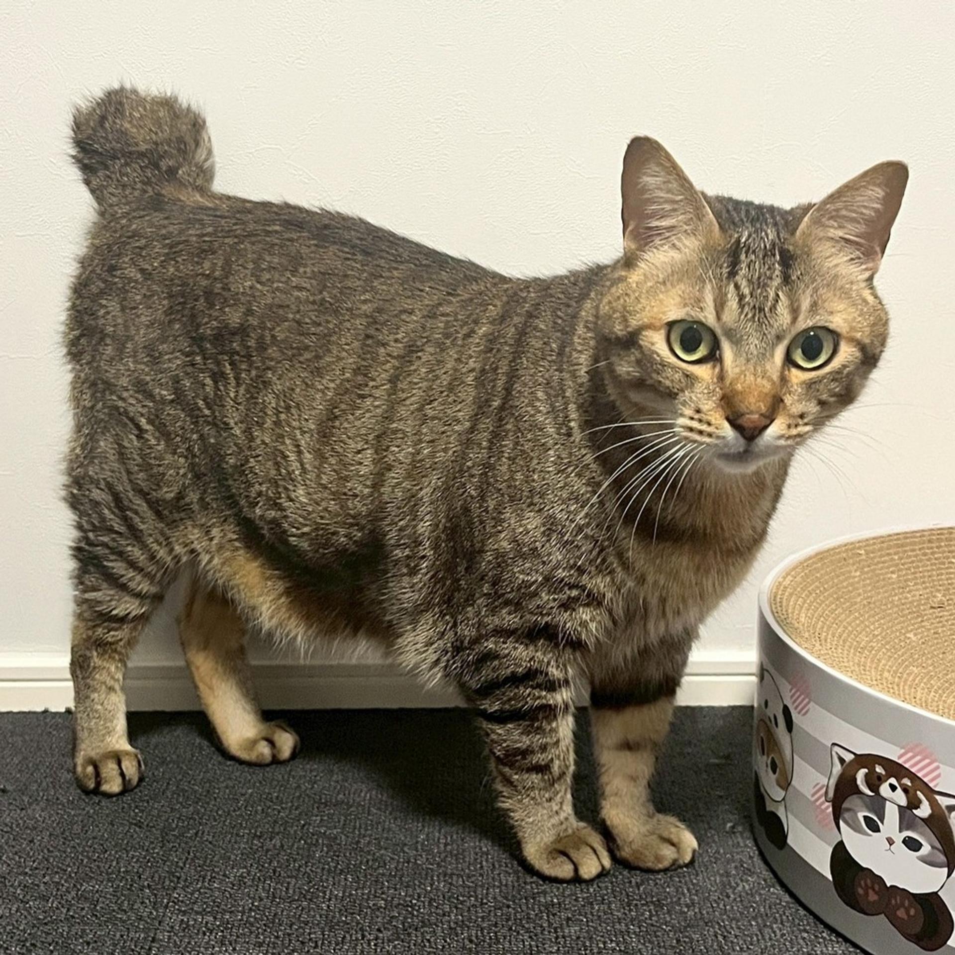 pet-image-5