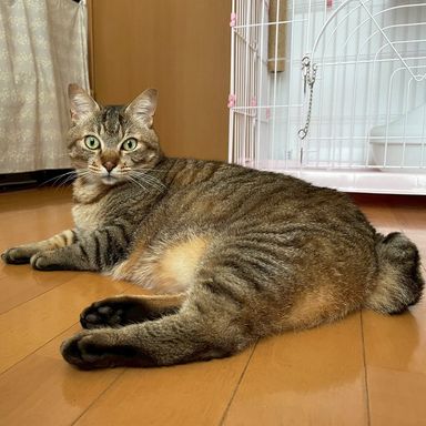 ユズ
