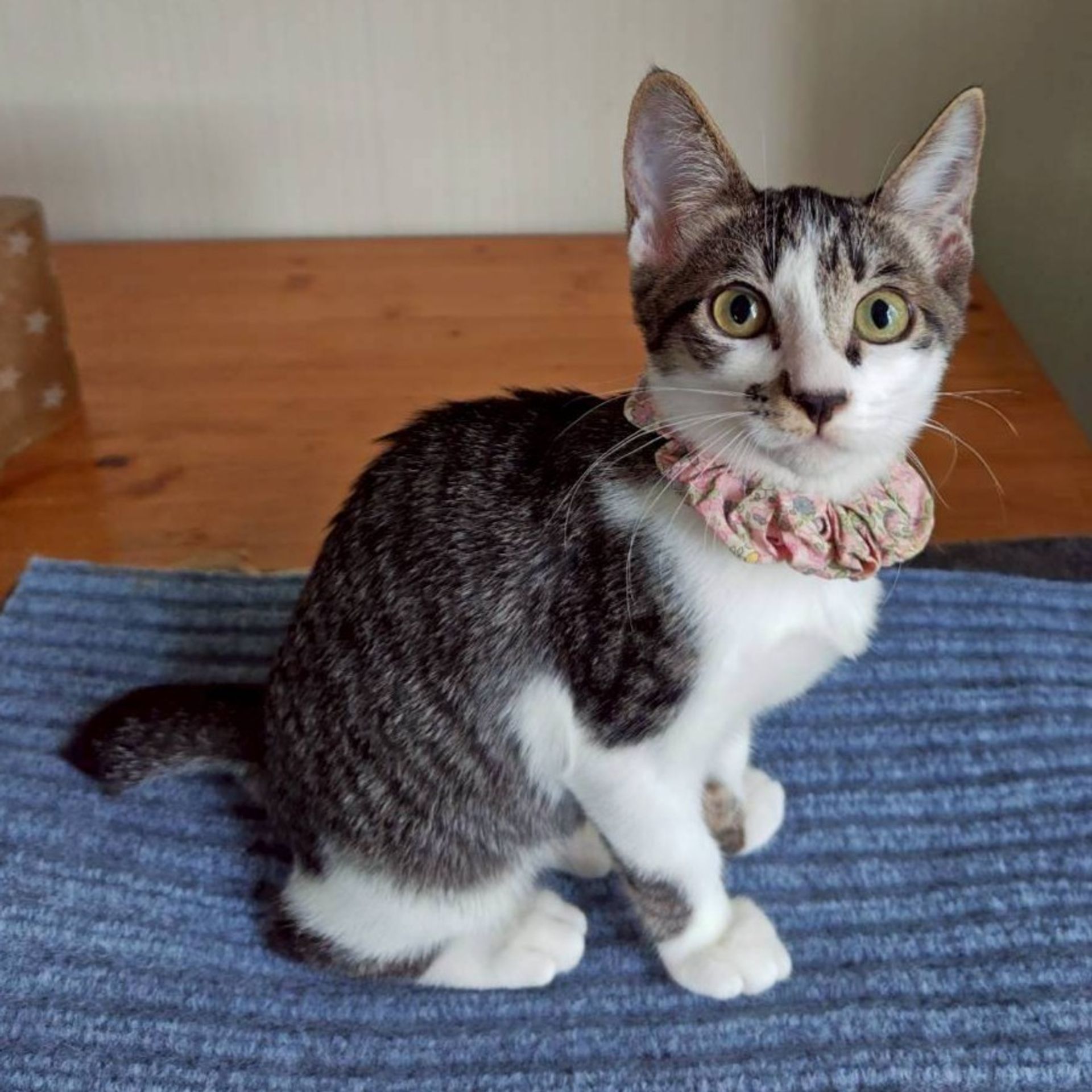 雑種（ミックス猫）・メスの里親募集の写真