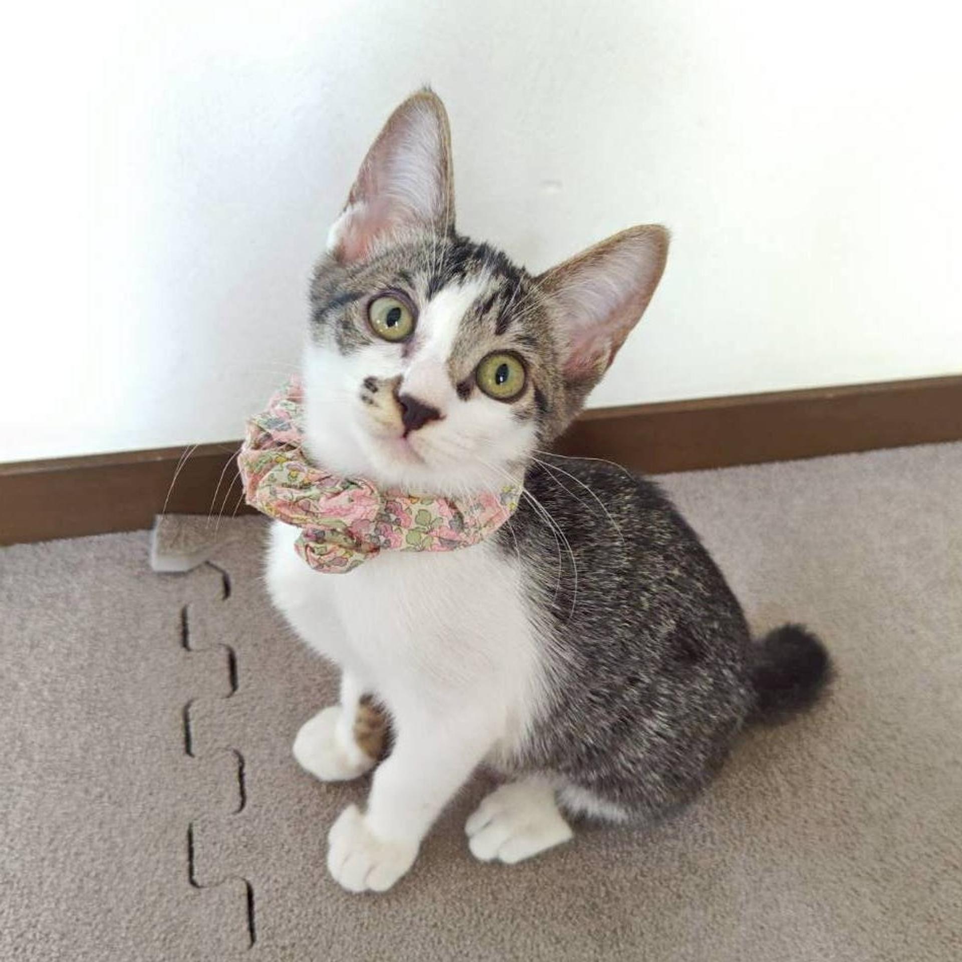 pet-image-2