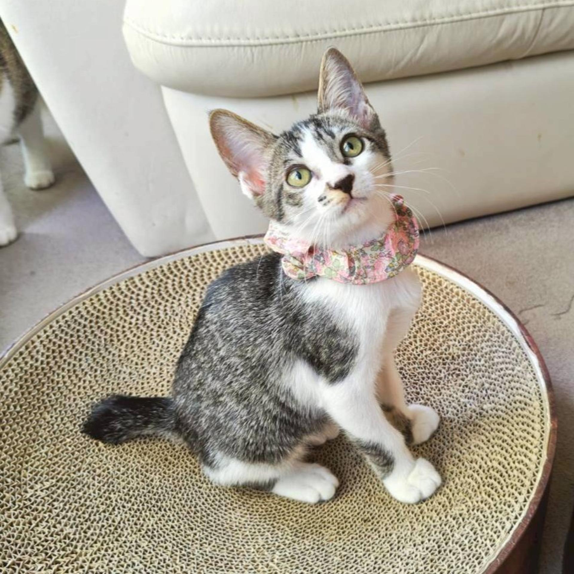 pet-image-3