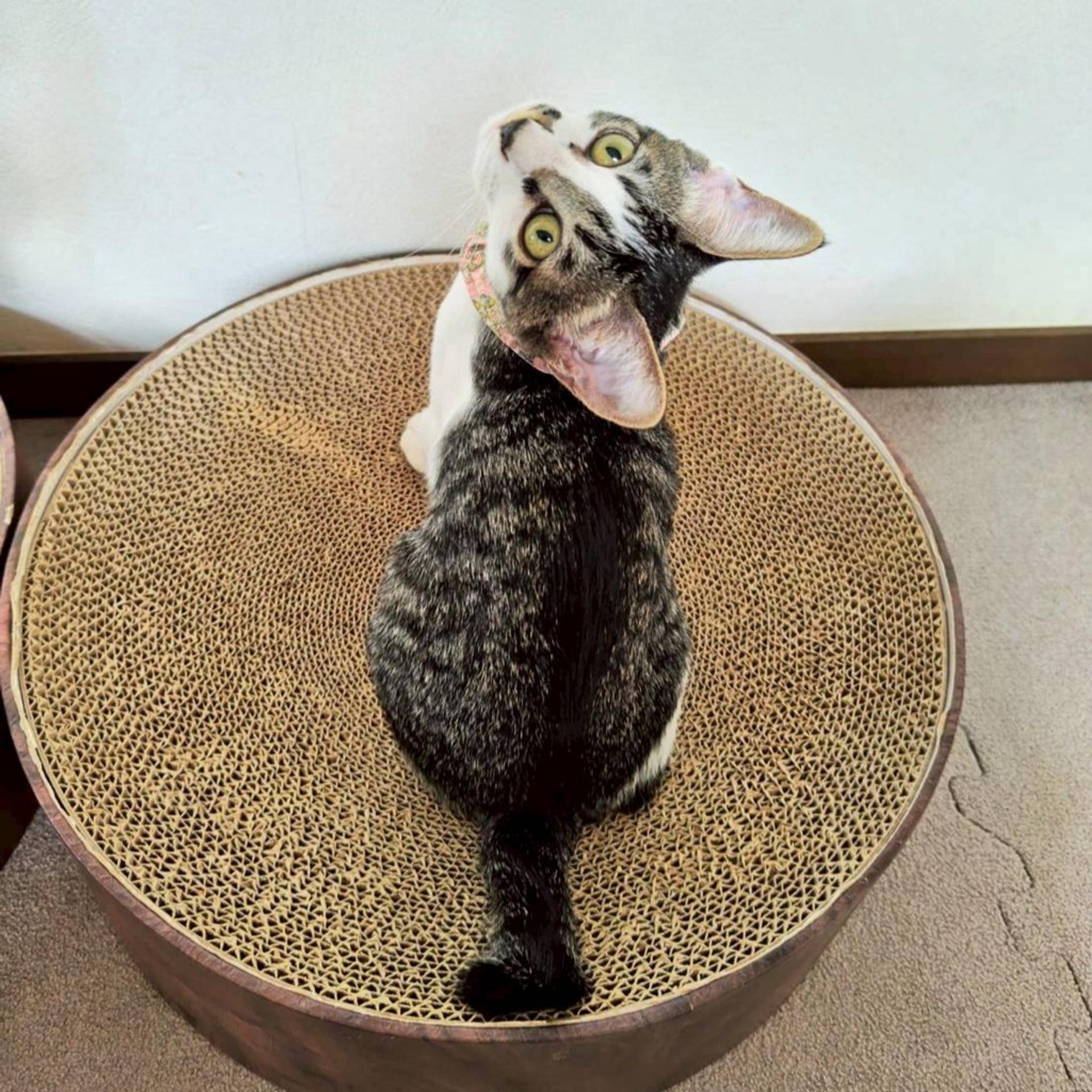 pet-image-4
