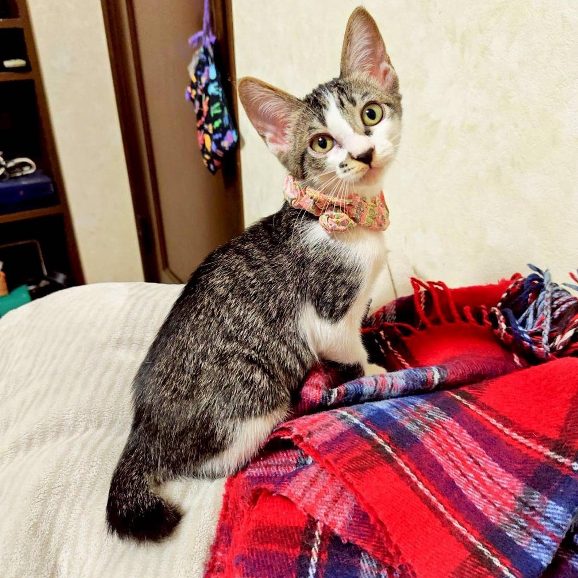 pet-image-6