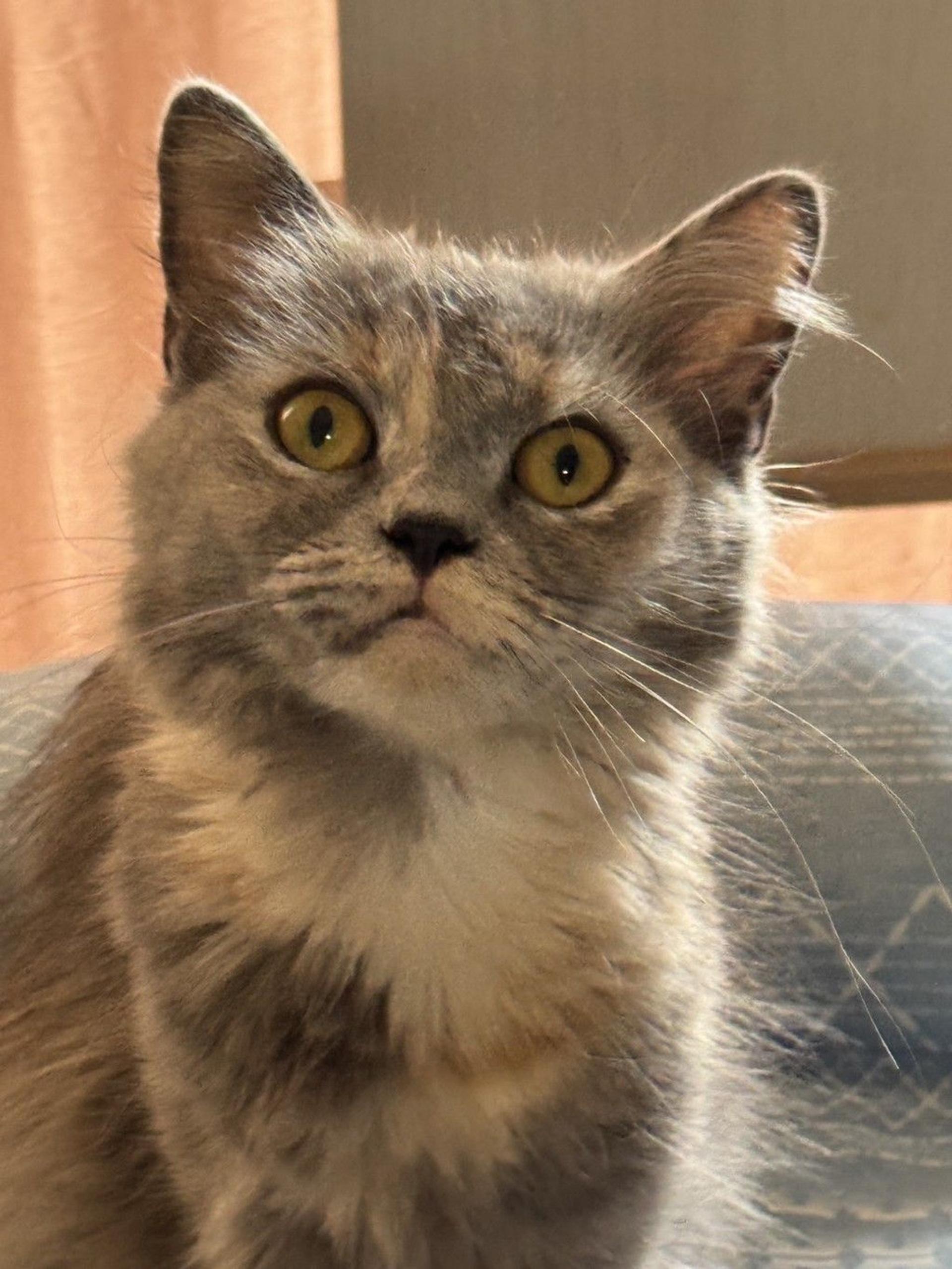 pet-image-2