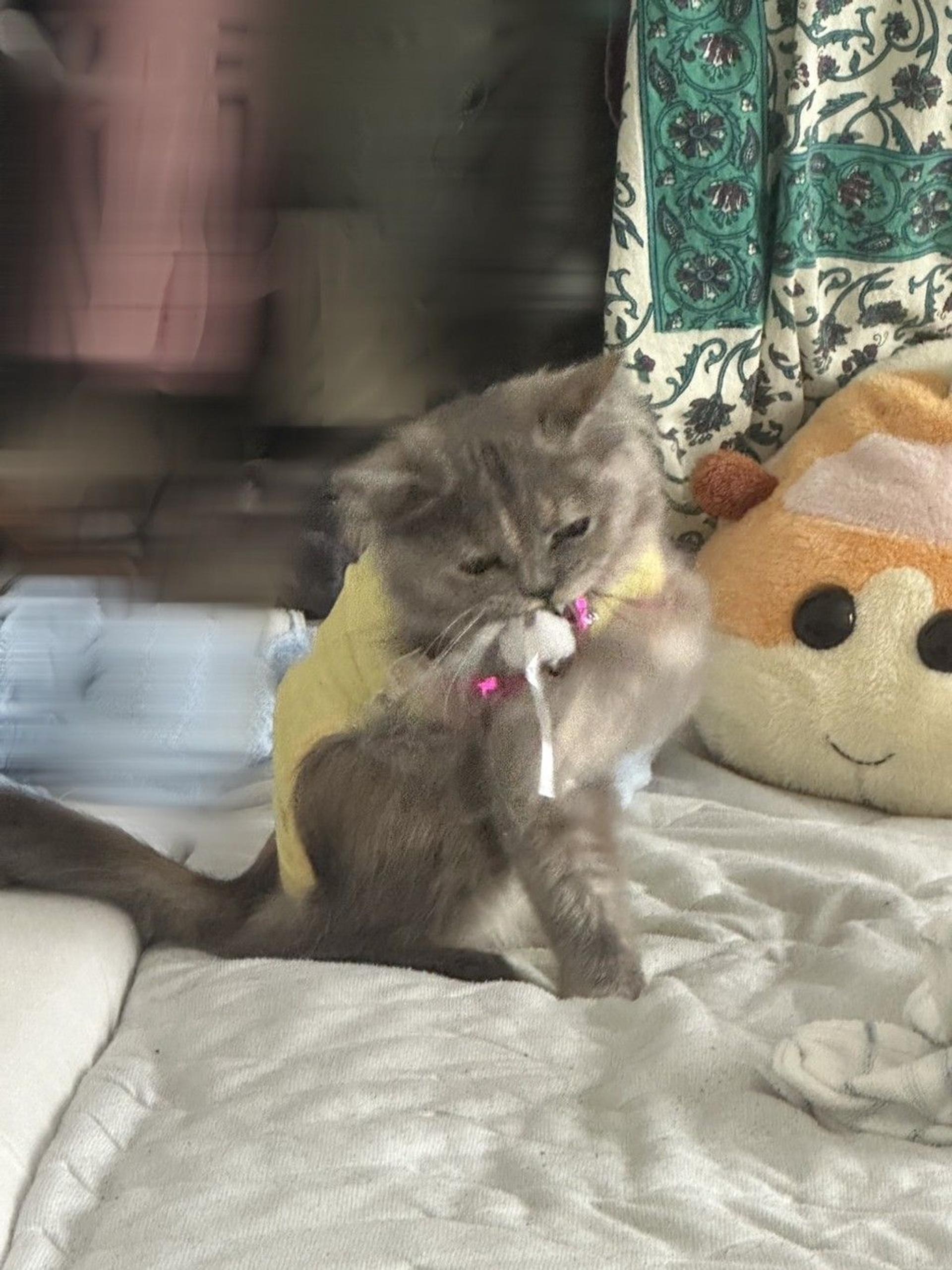 pet-image-5