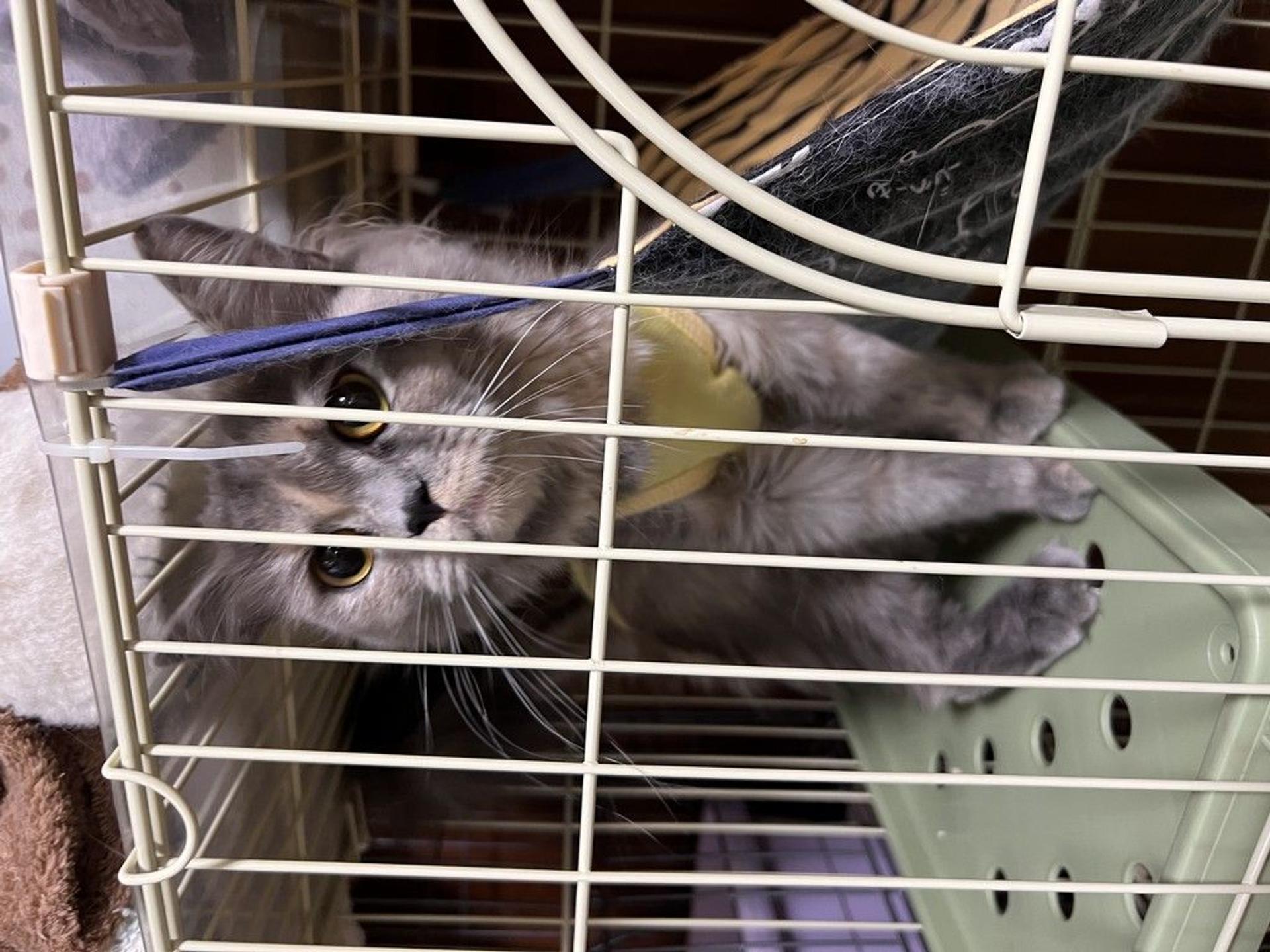pet-image-6