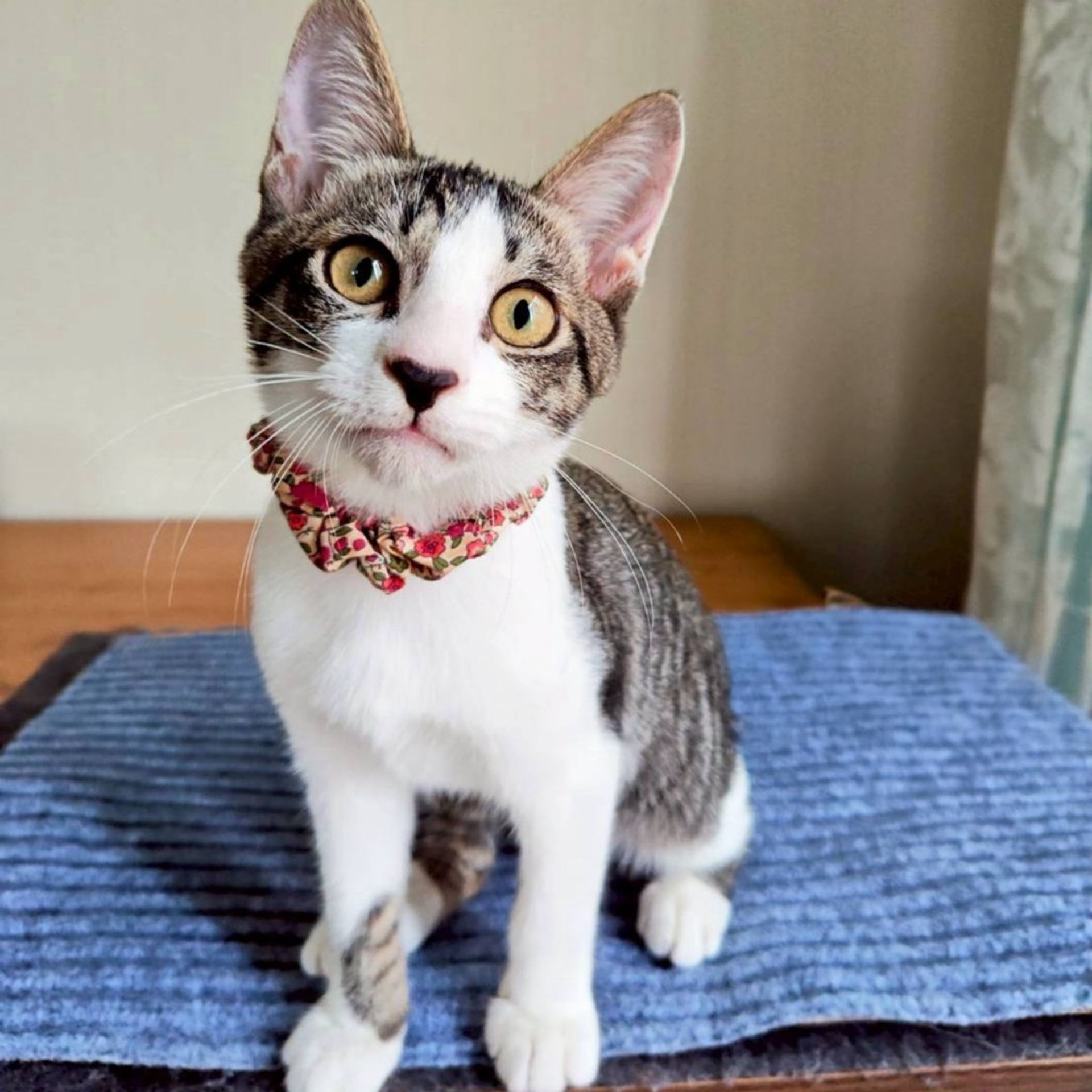 雑種（ミックス猫）・メスの里親募集の写真