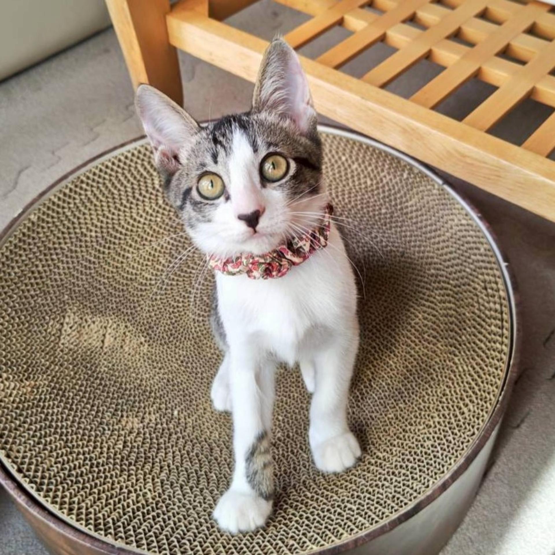 pet-image-4