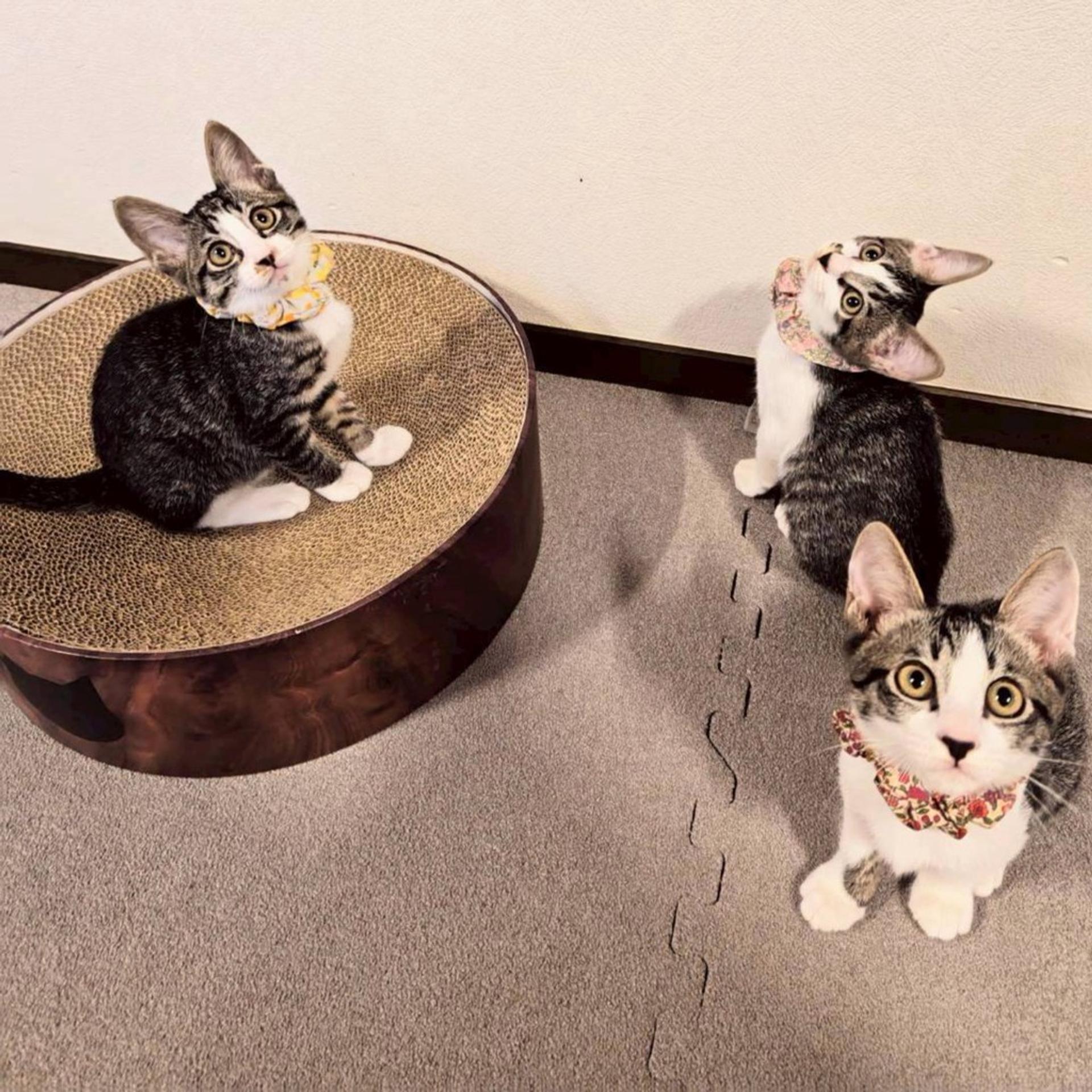 pet-image-6