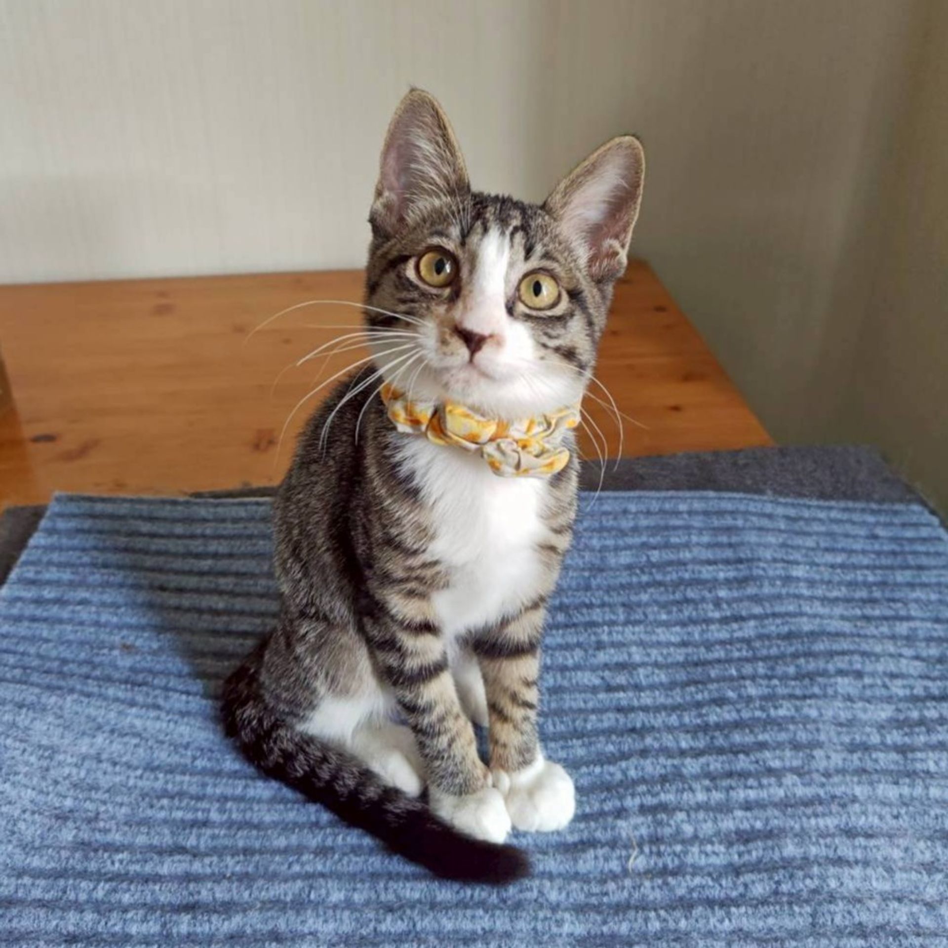 雑種（ミックス猫）・メスの里親募集の写真