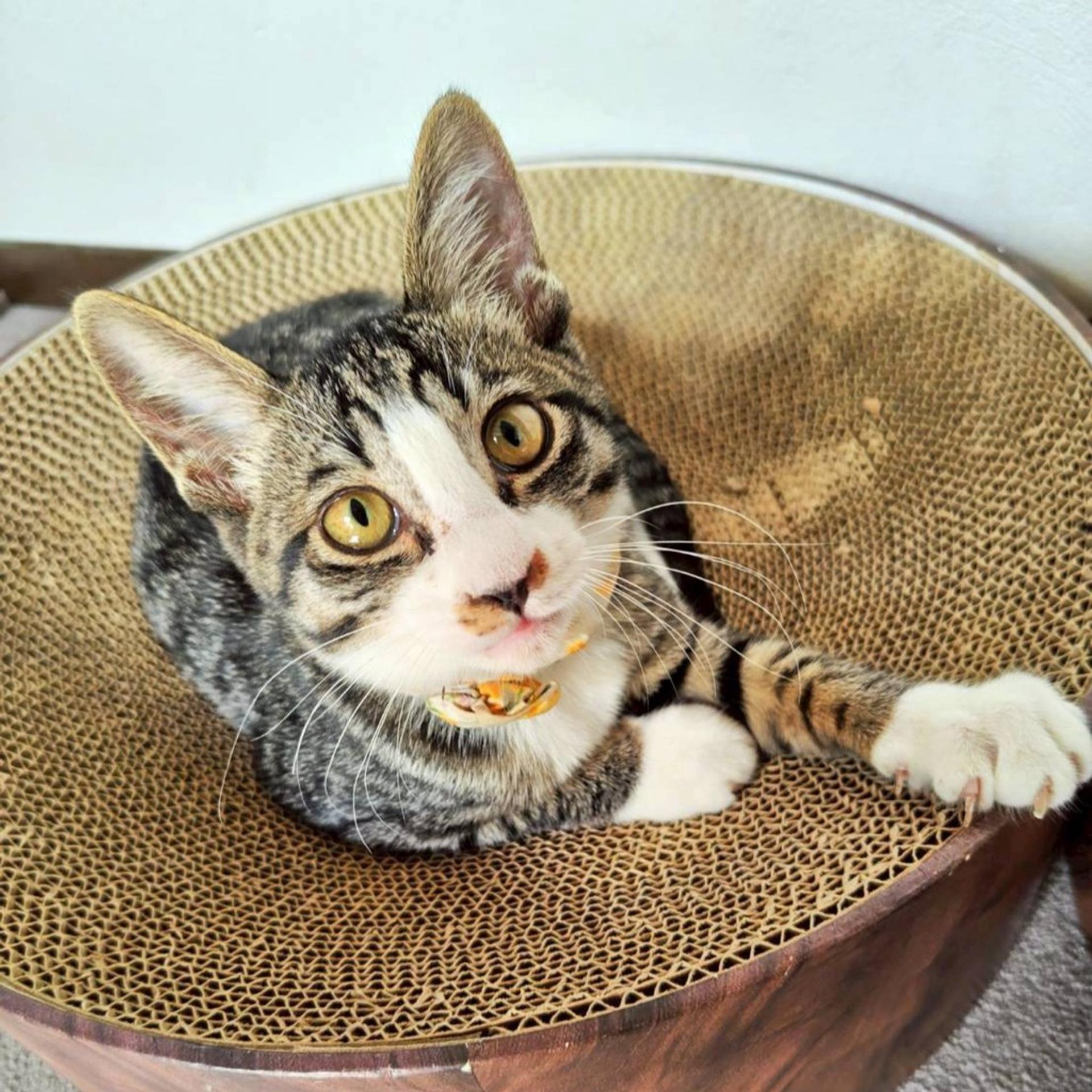 pet-image-4