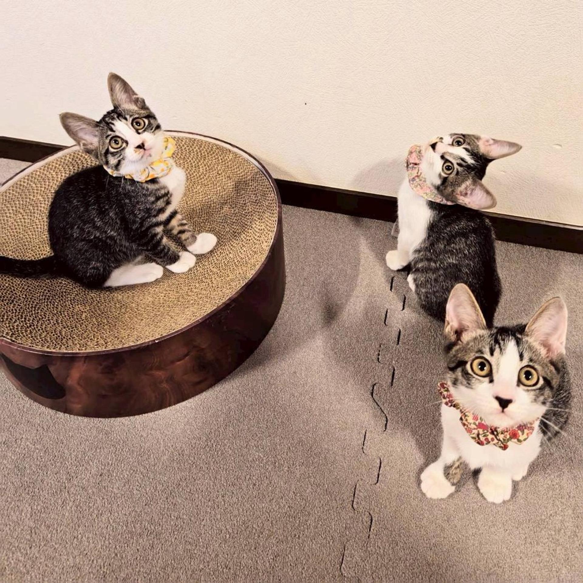 pet-image-6
