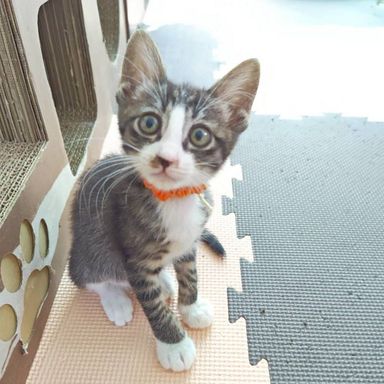 シュリ