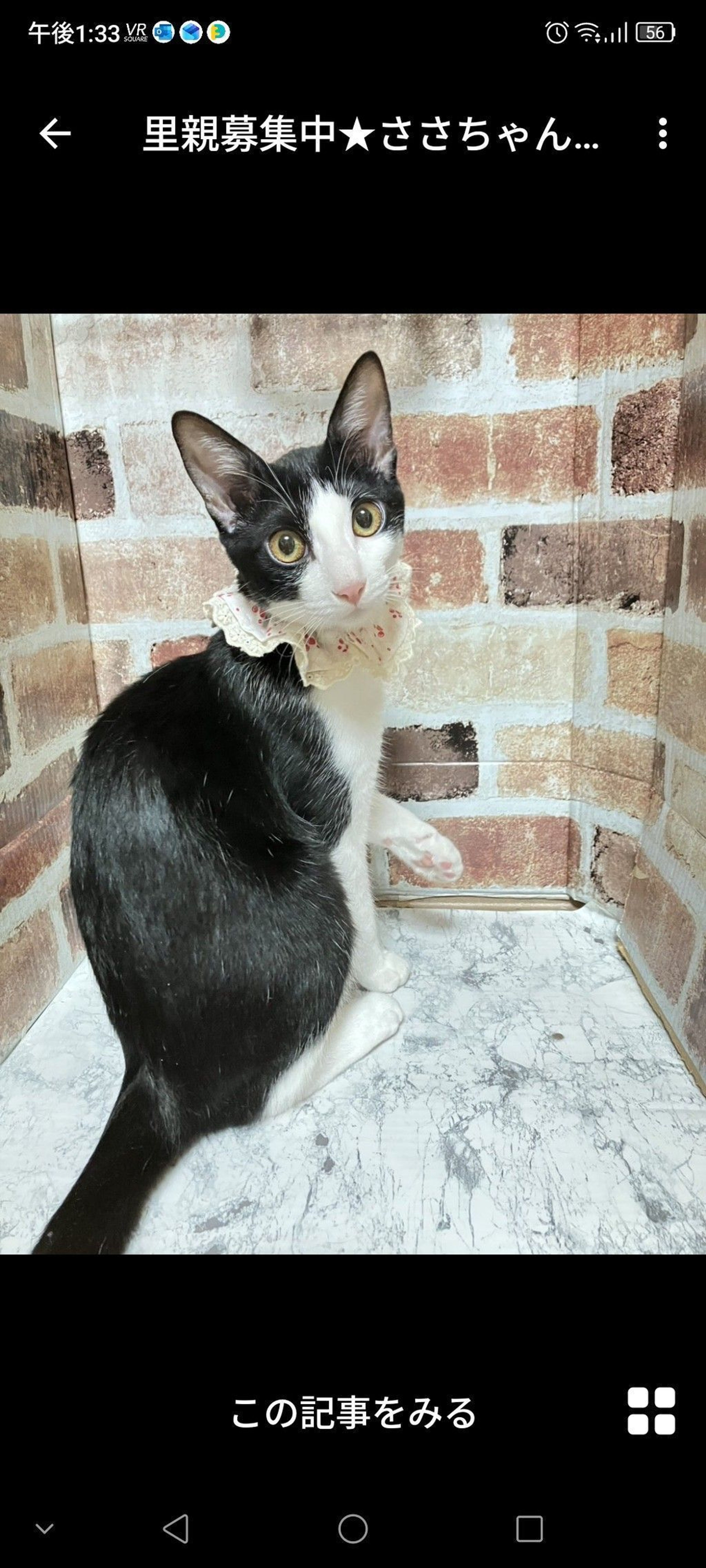 雑種（ミックス猫）・メスの里親募集の写真