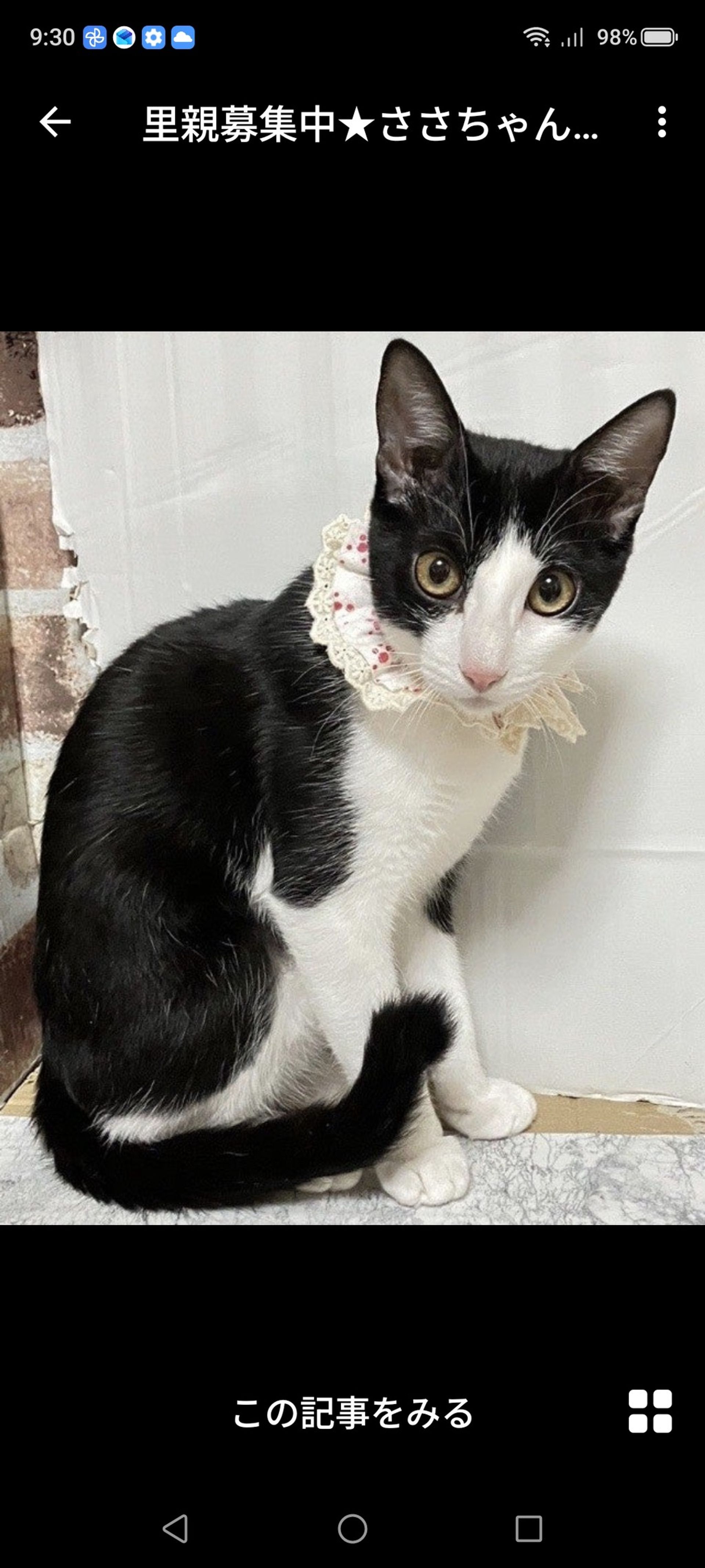 雑種（ミックス猫）・メスの里親募集の写真