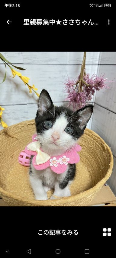 ささちゃん