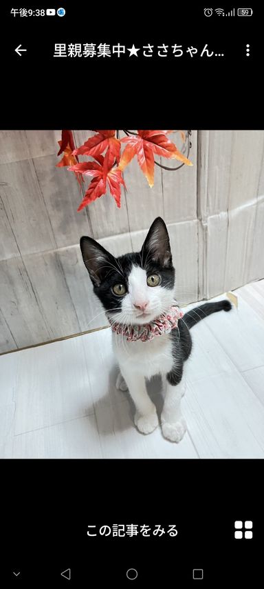 ささちゃん