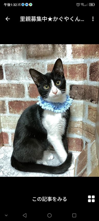 雑種（ミックス猫）・オスの里親募集の写真