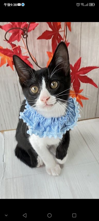 かぐやくん