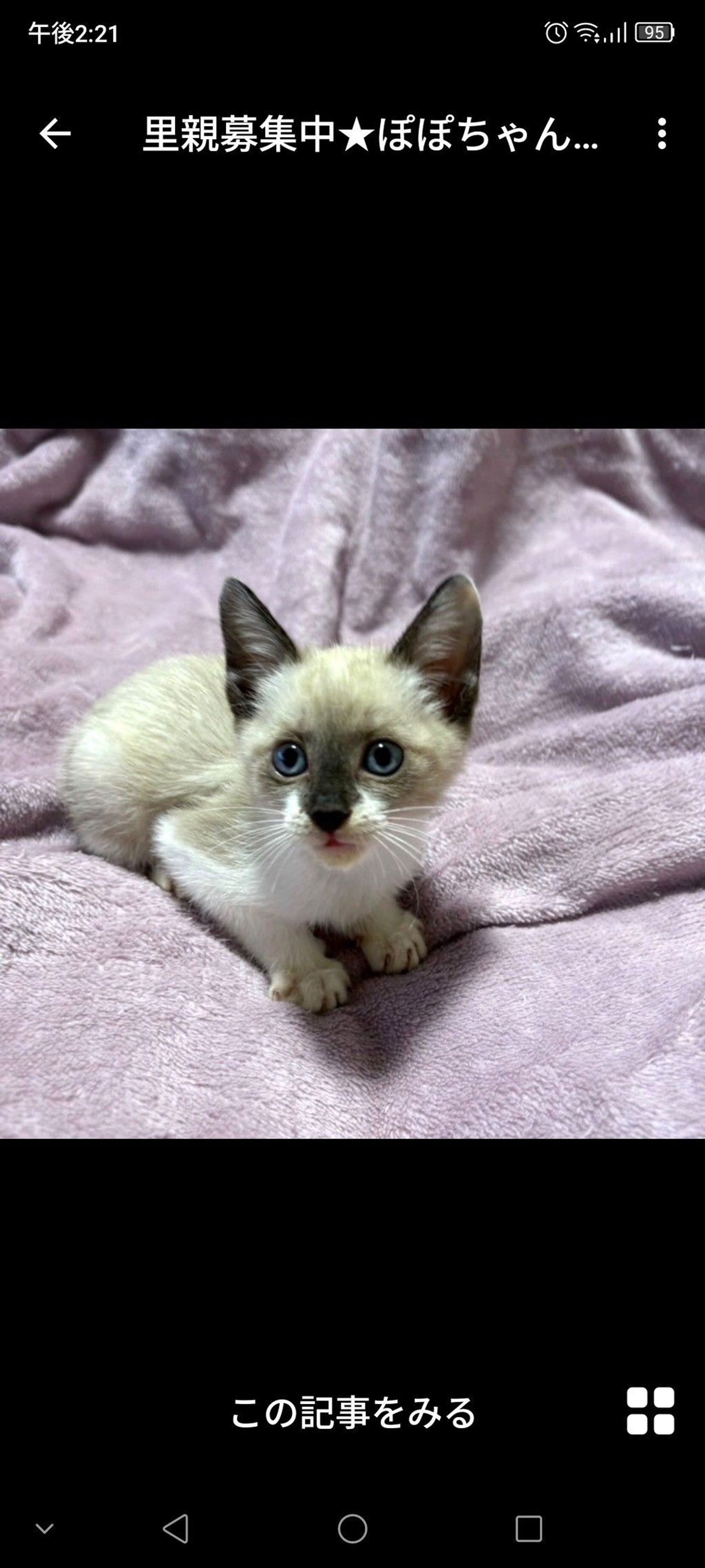雑種（ミックス猫）・メスの里親募集の写真