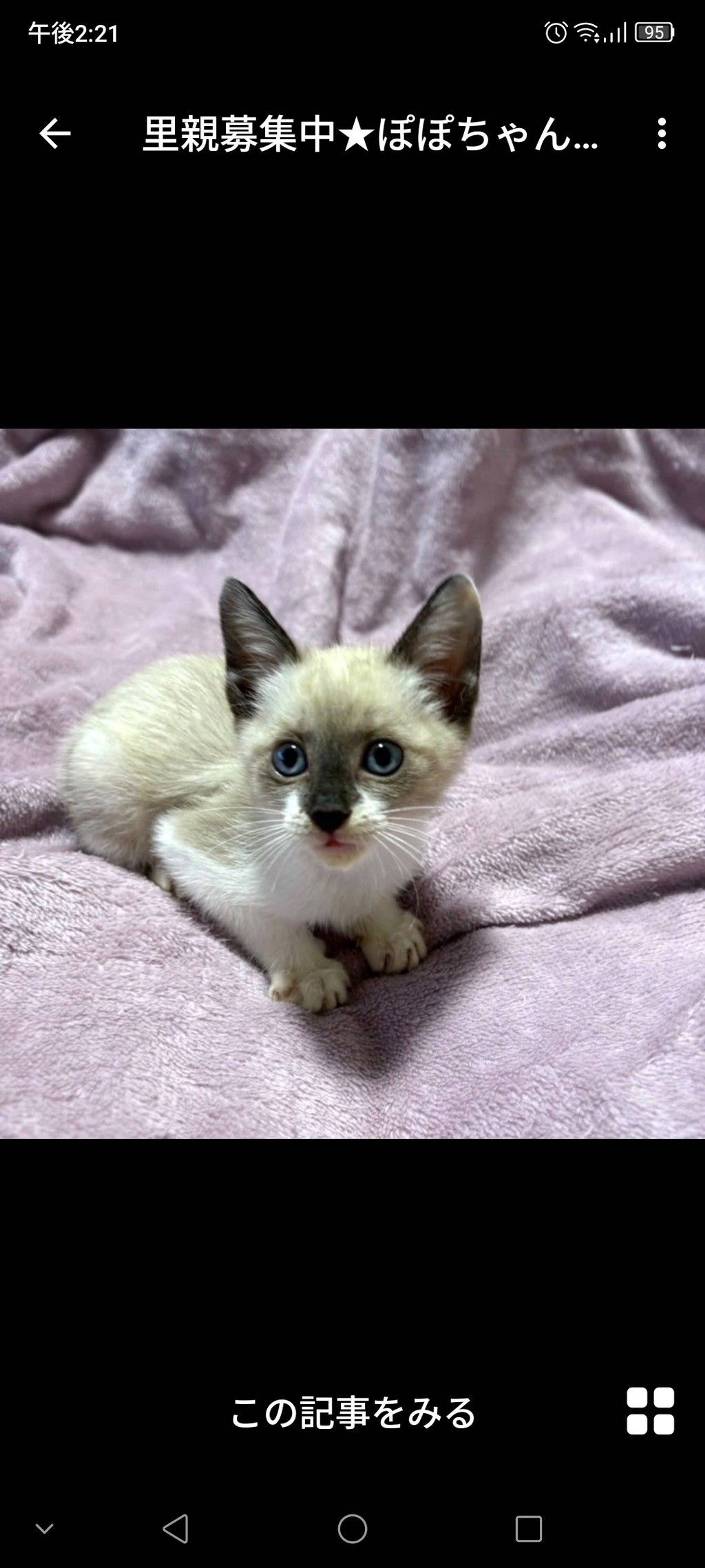 雑種（ミックス猫）・メスの里親募集の写真