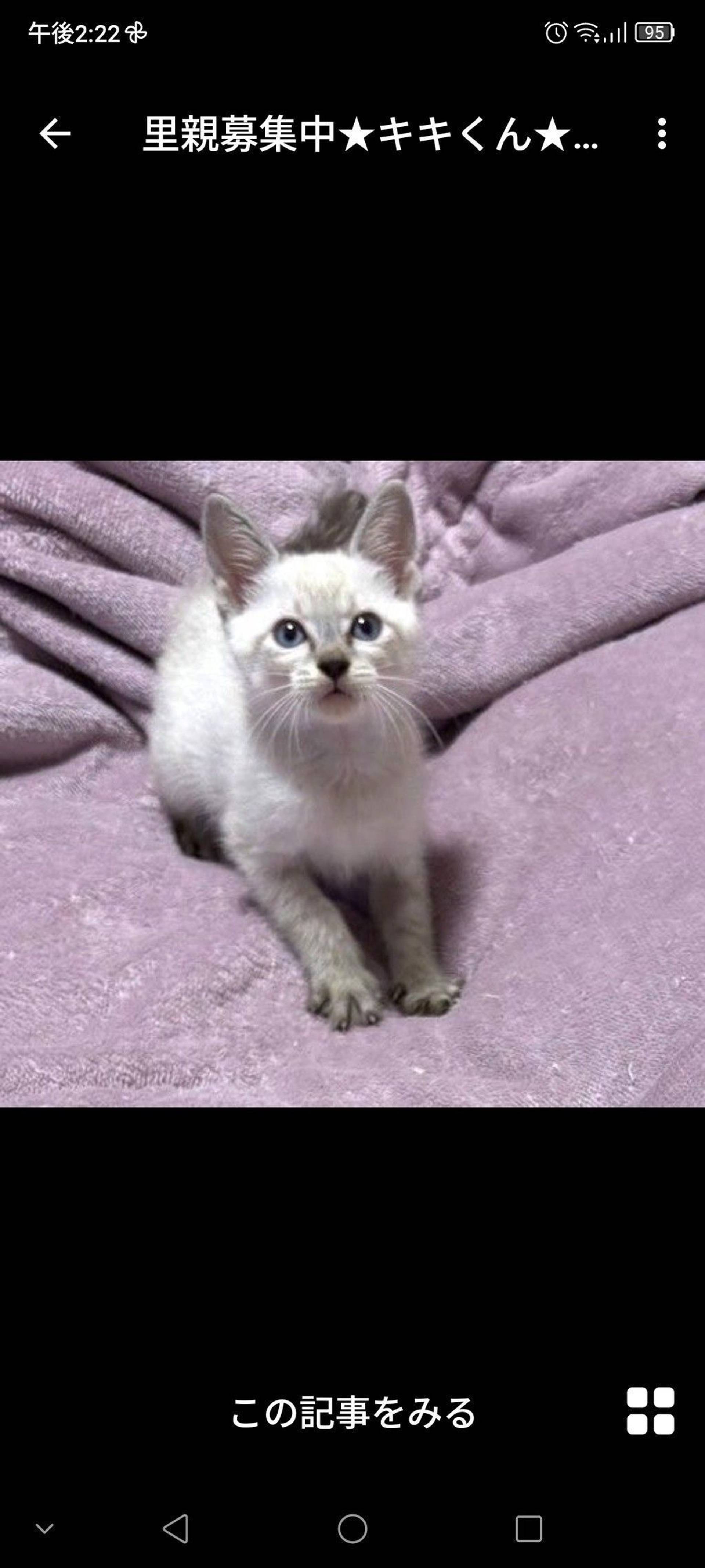 雑種（ミックス猫）・オスの里親募集の写真
