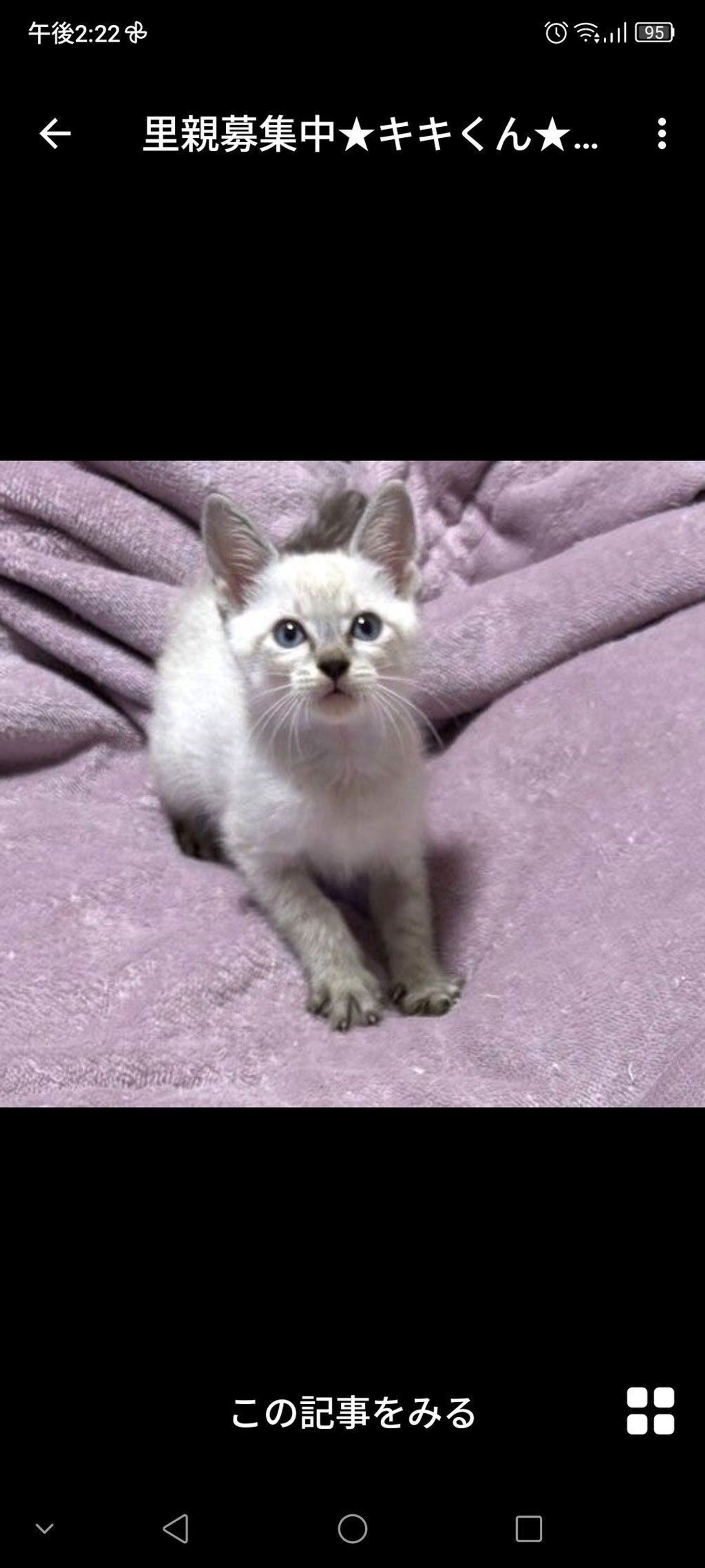 雑種（ミックス猫）・オスの里親募集の写真