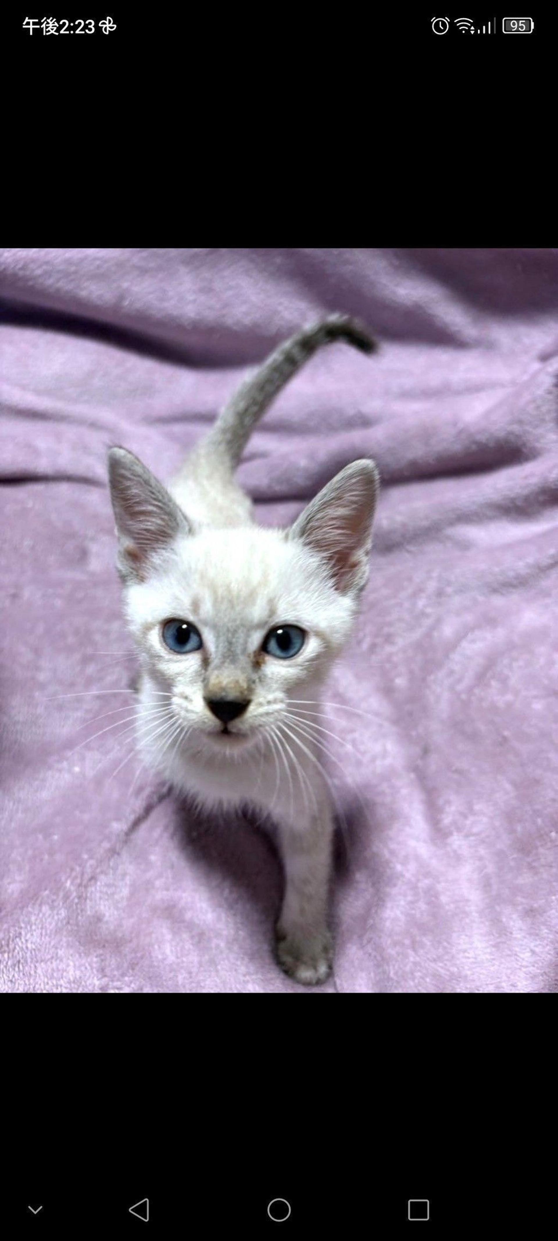 pet-image-3