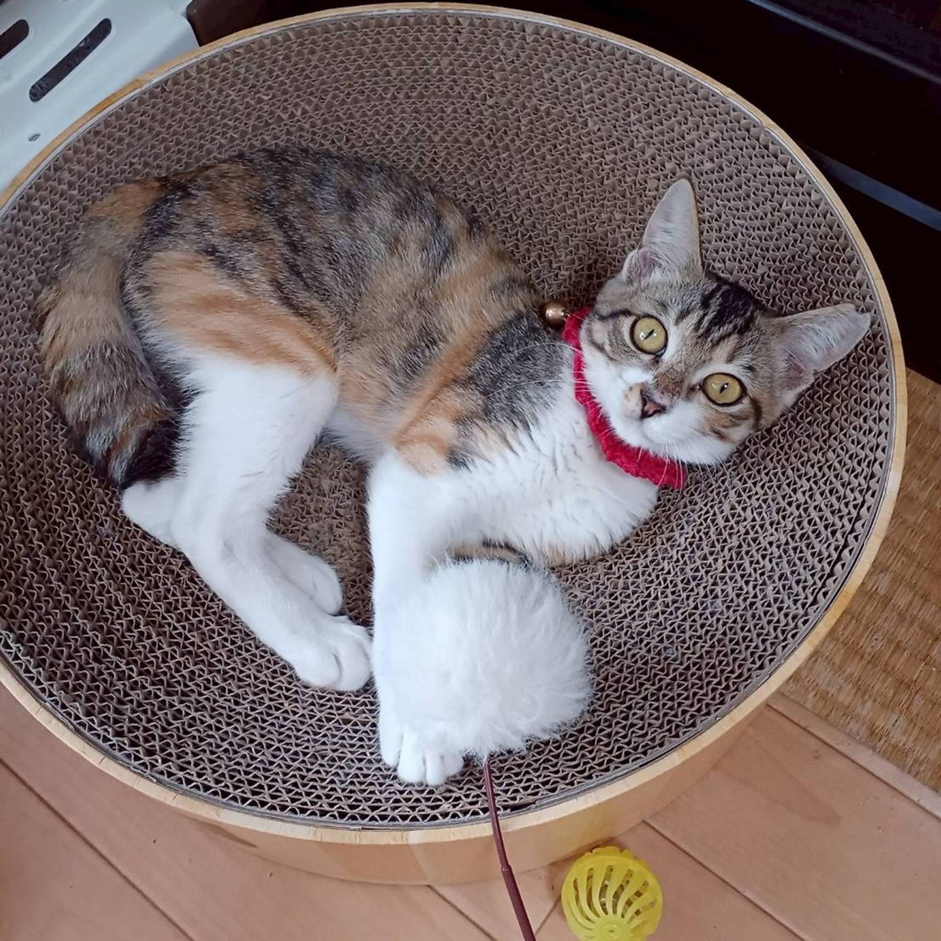 雑種（ミックス猫）・メスの里親募集の写真