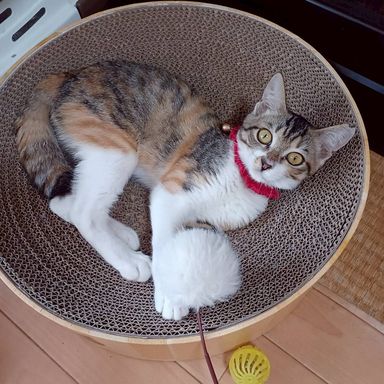 マナ