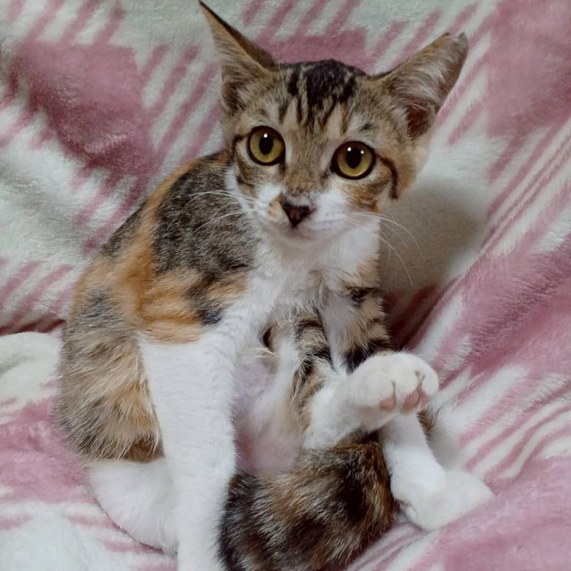 pet-image-4