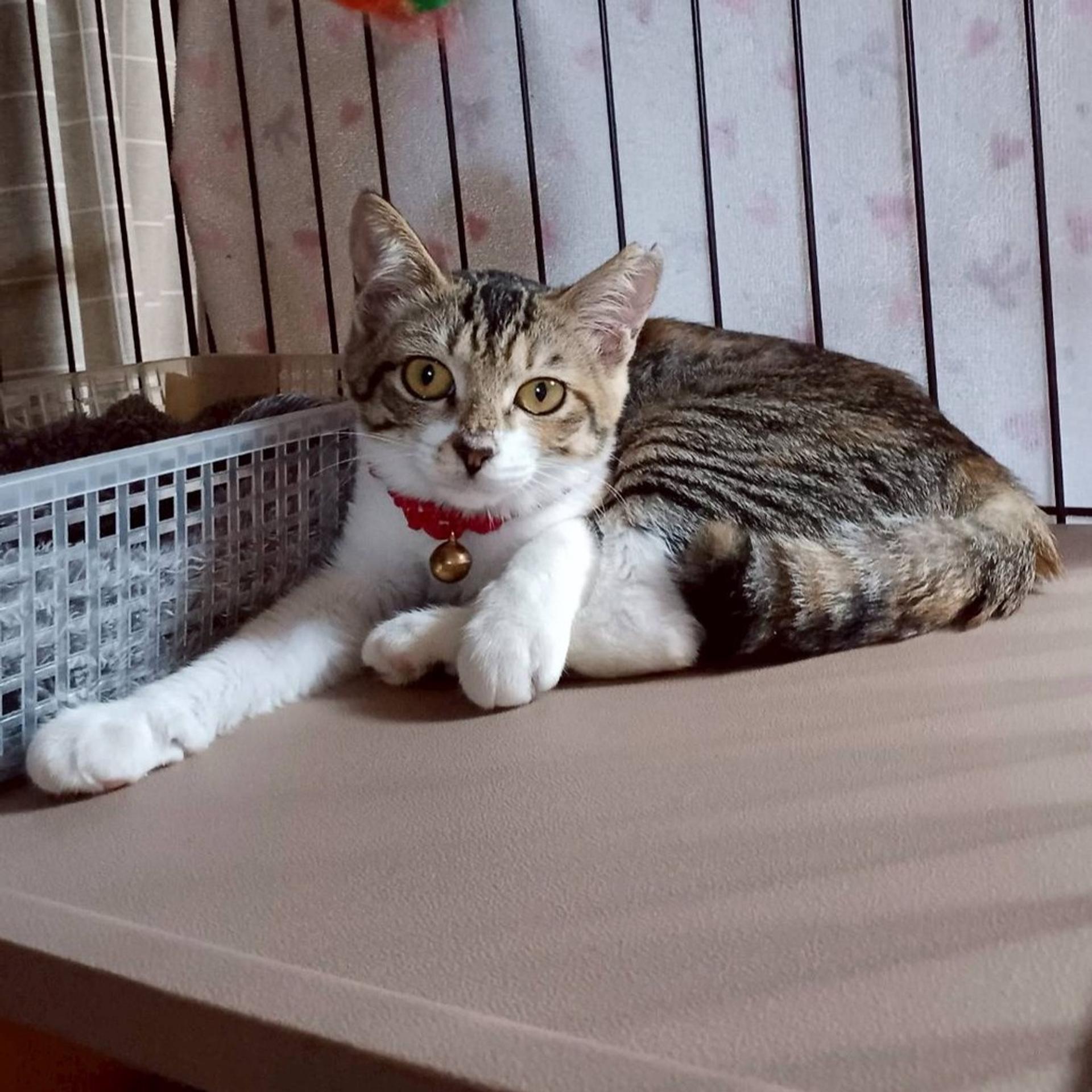 pet-image-3