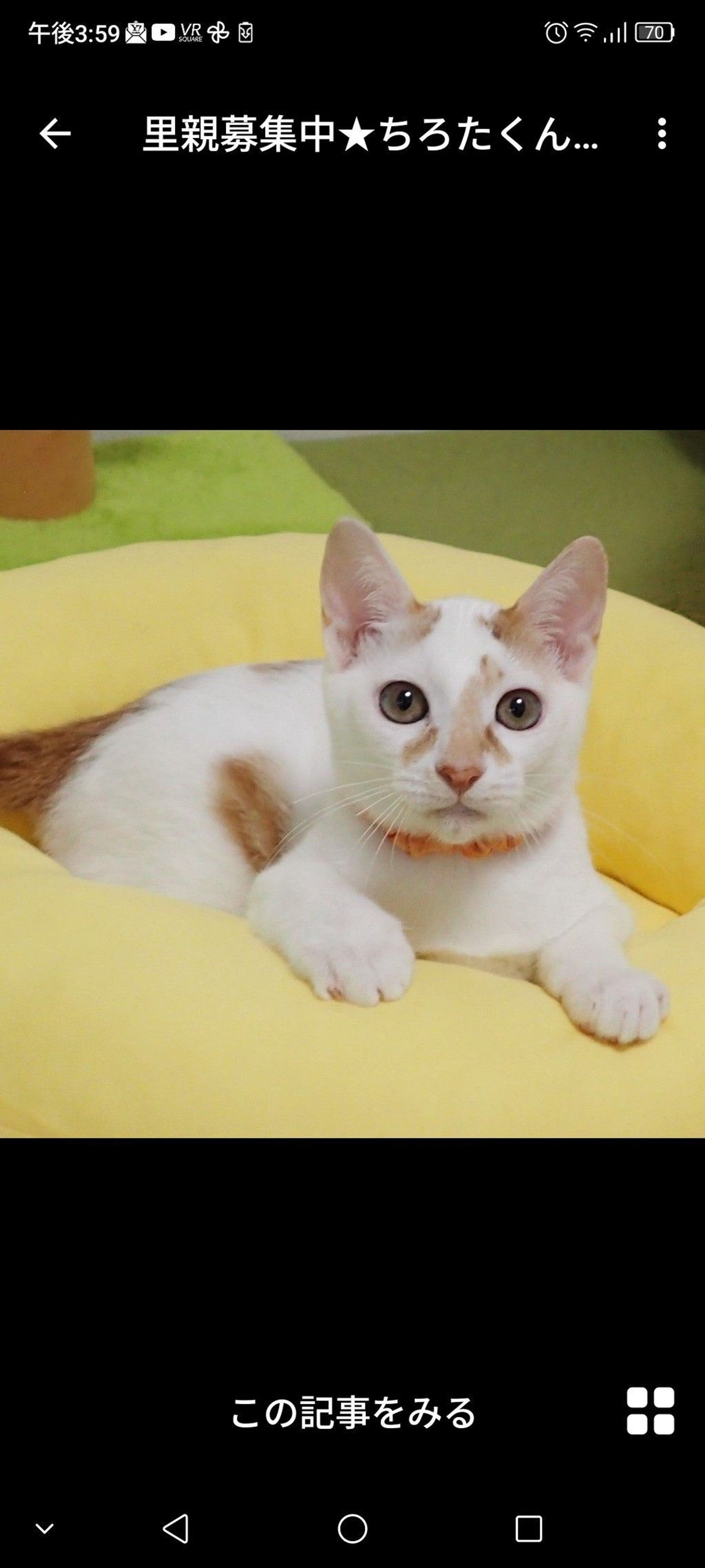 雑種（ミックス猫）・オスの里親募集の写真
