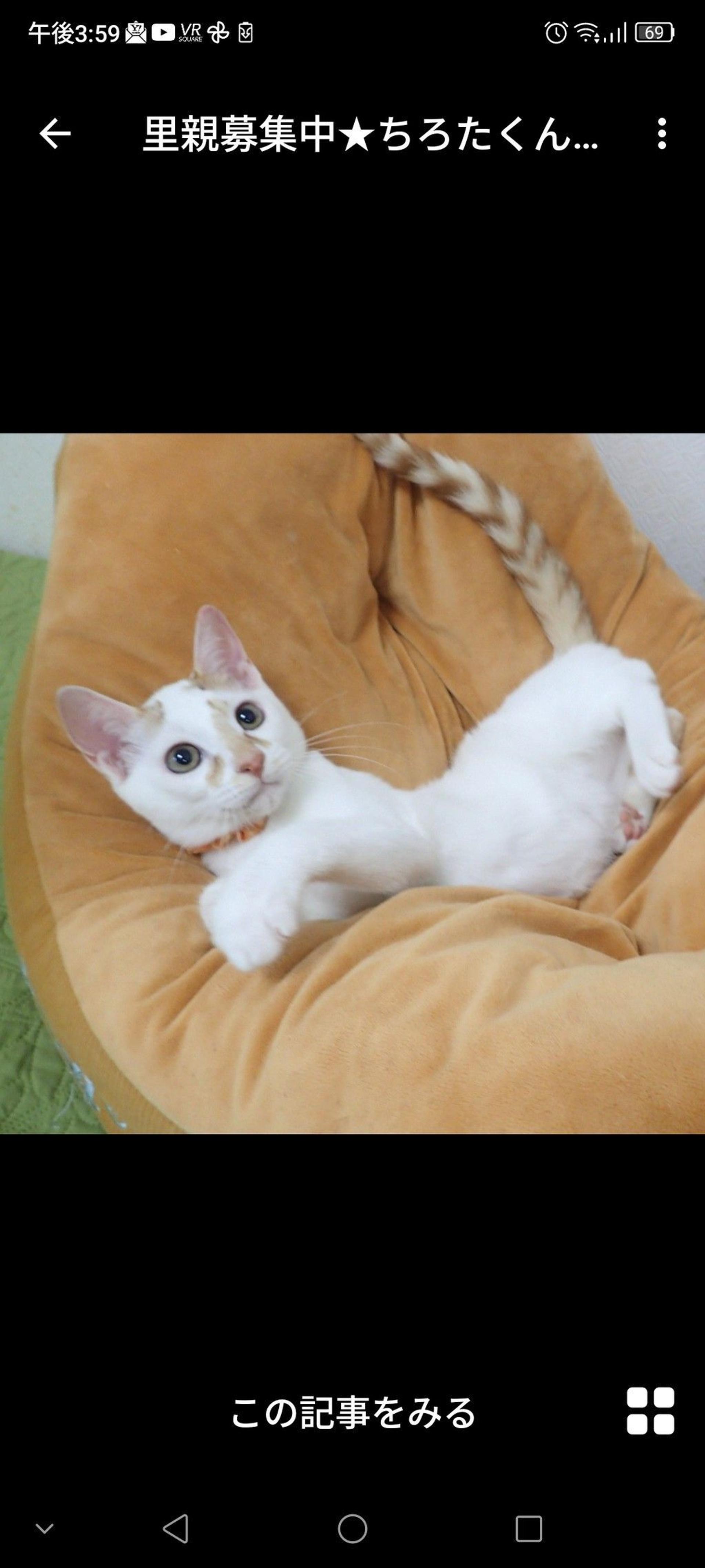 pet-image-3