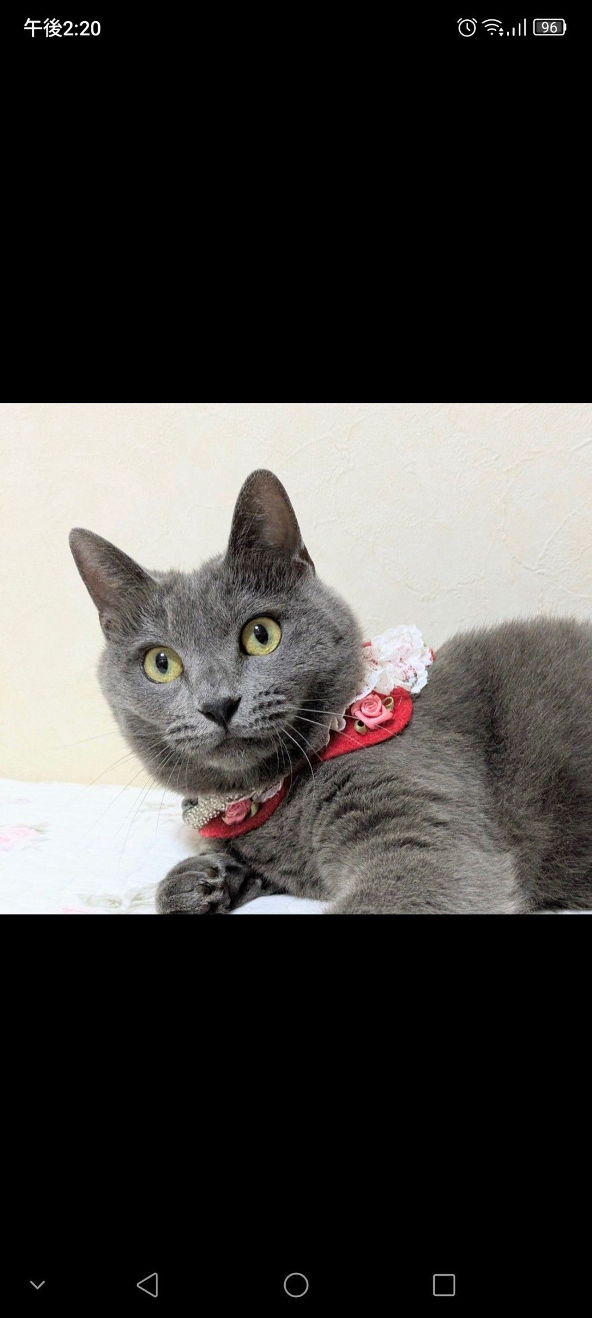 雑種（ミックス猫）・メスの里親募集の写真