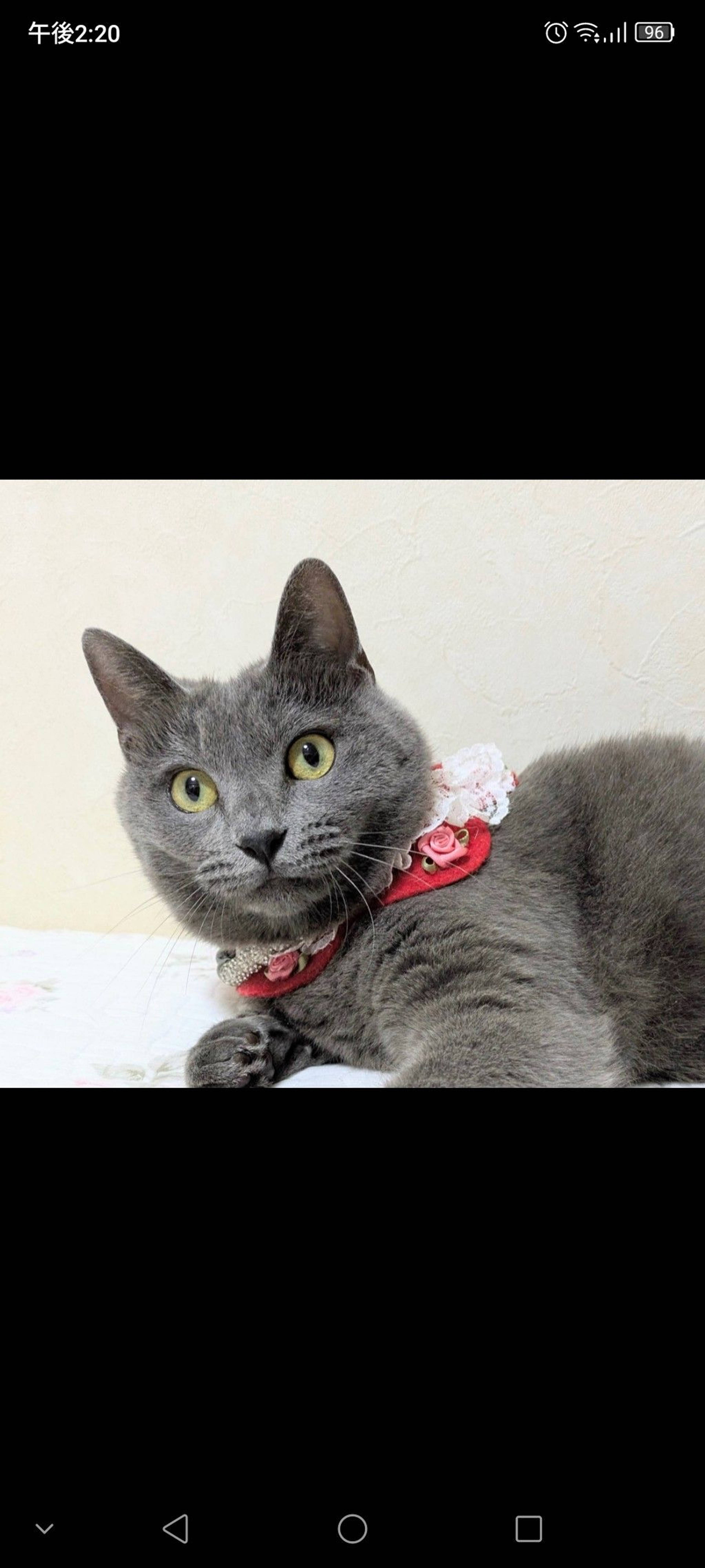 雑種（ミックス猫）・メスの里親募集の写真
