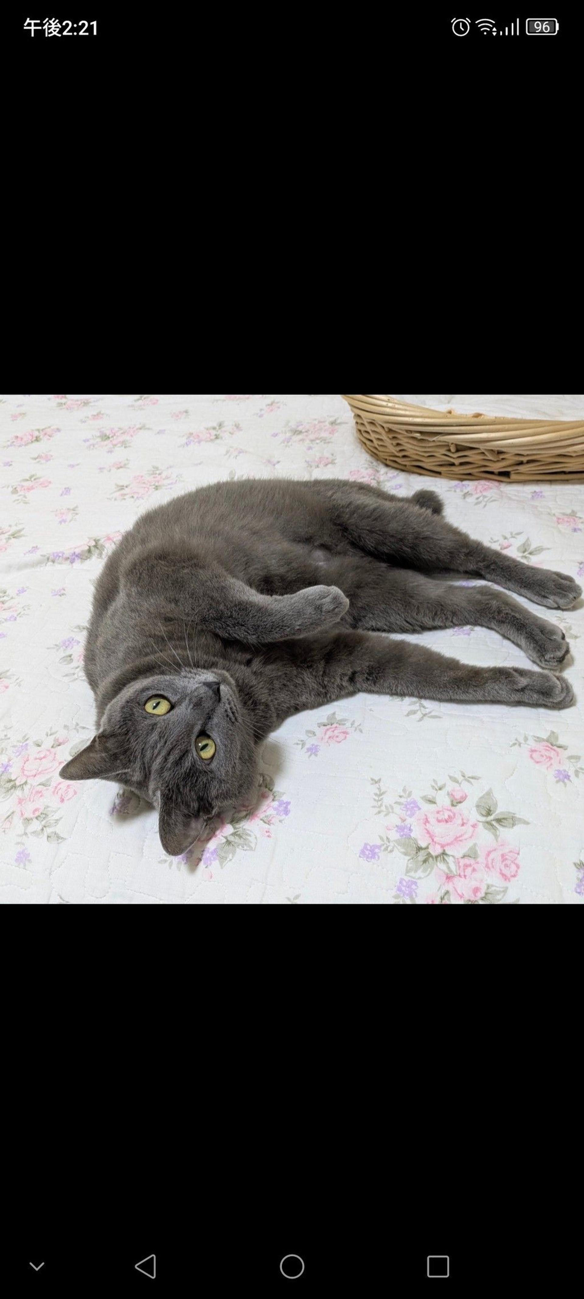 pet-image-3