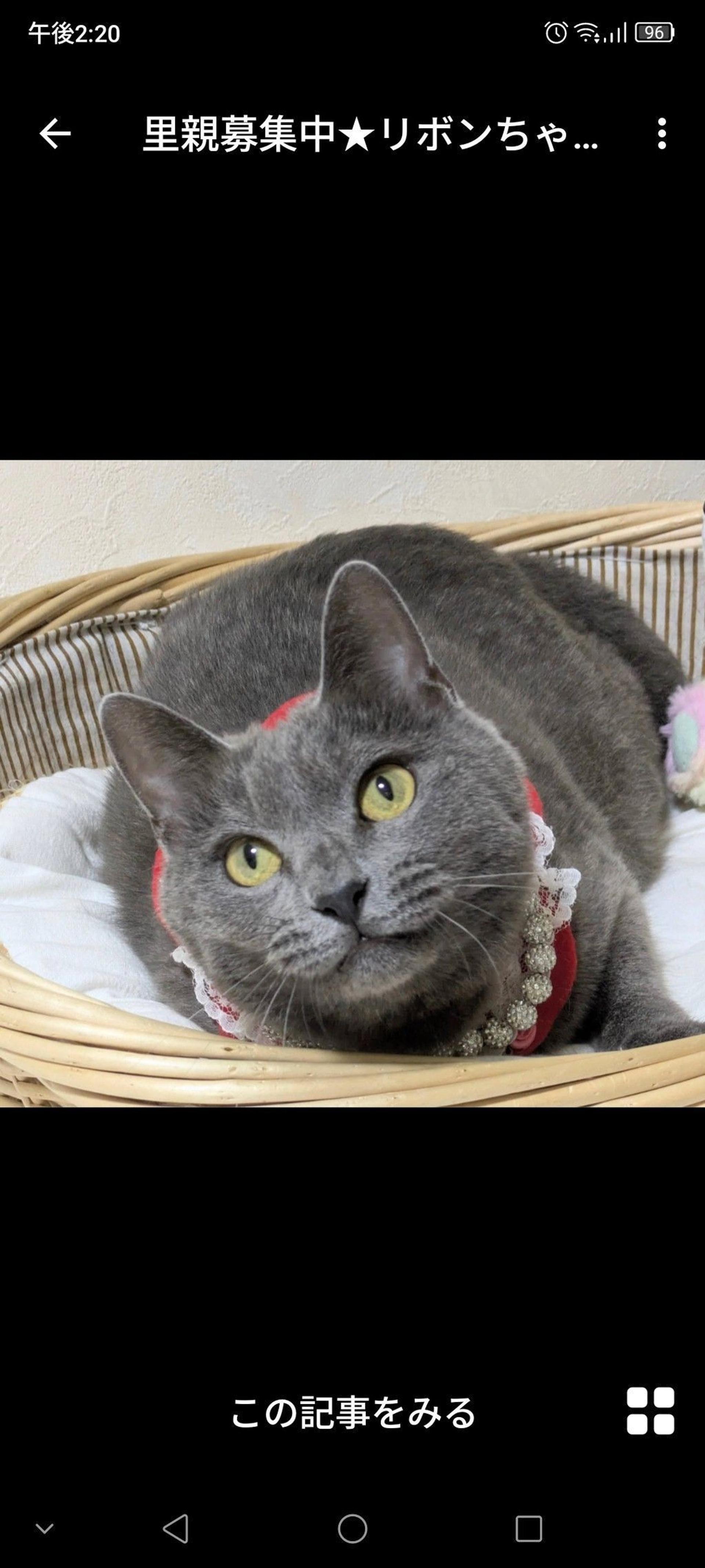 pet-image-2