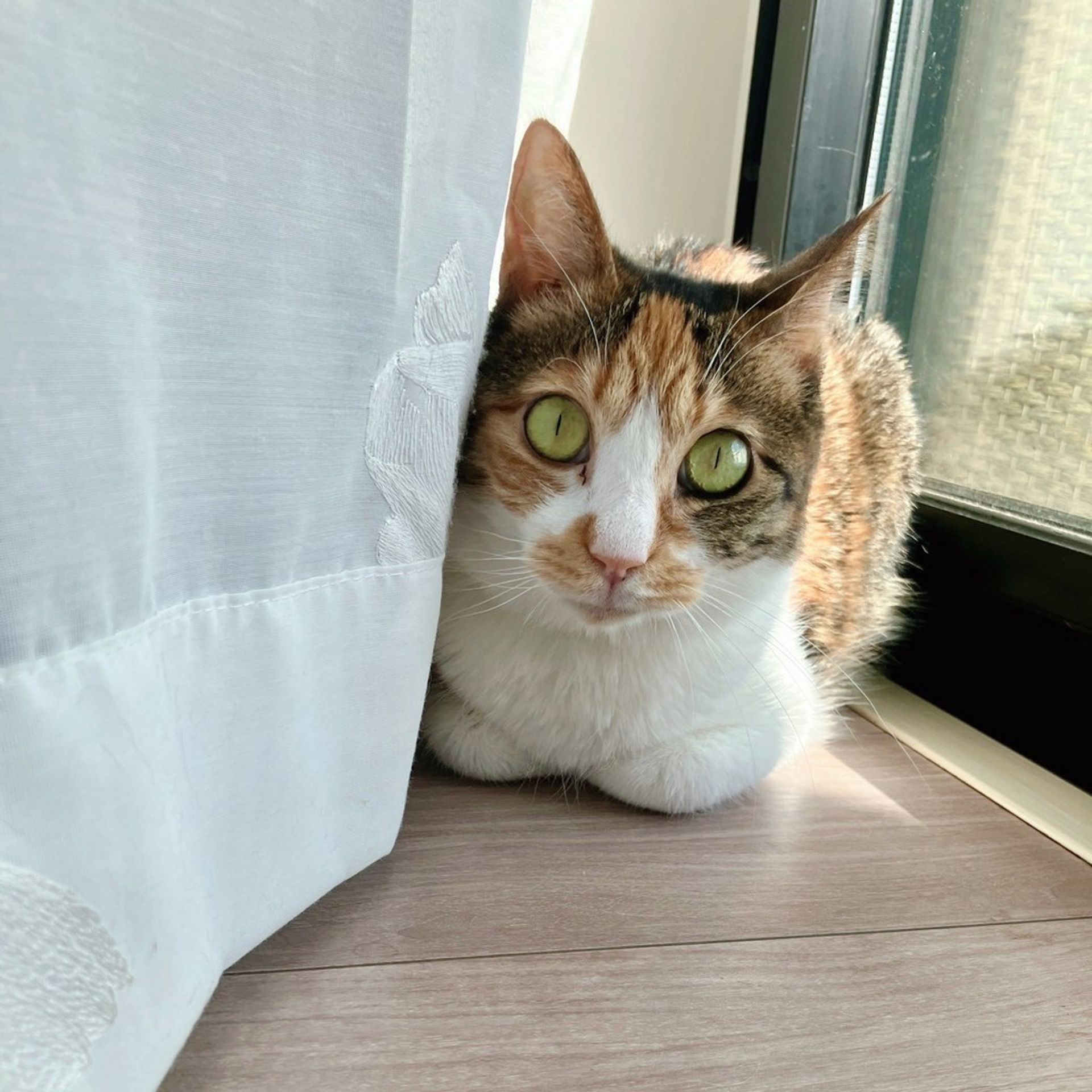 雑種（ミックス猫）・メスの里親募集の写真