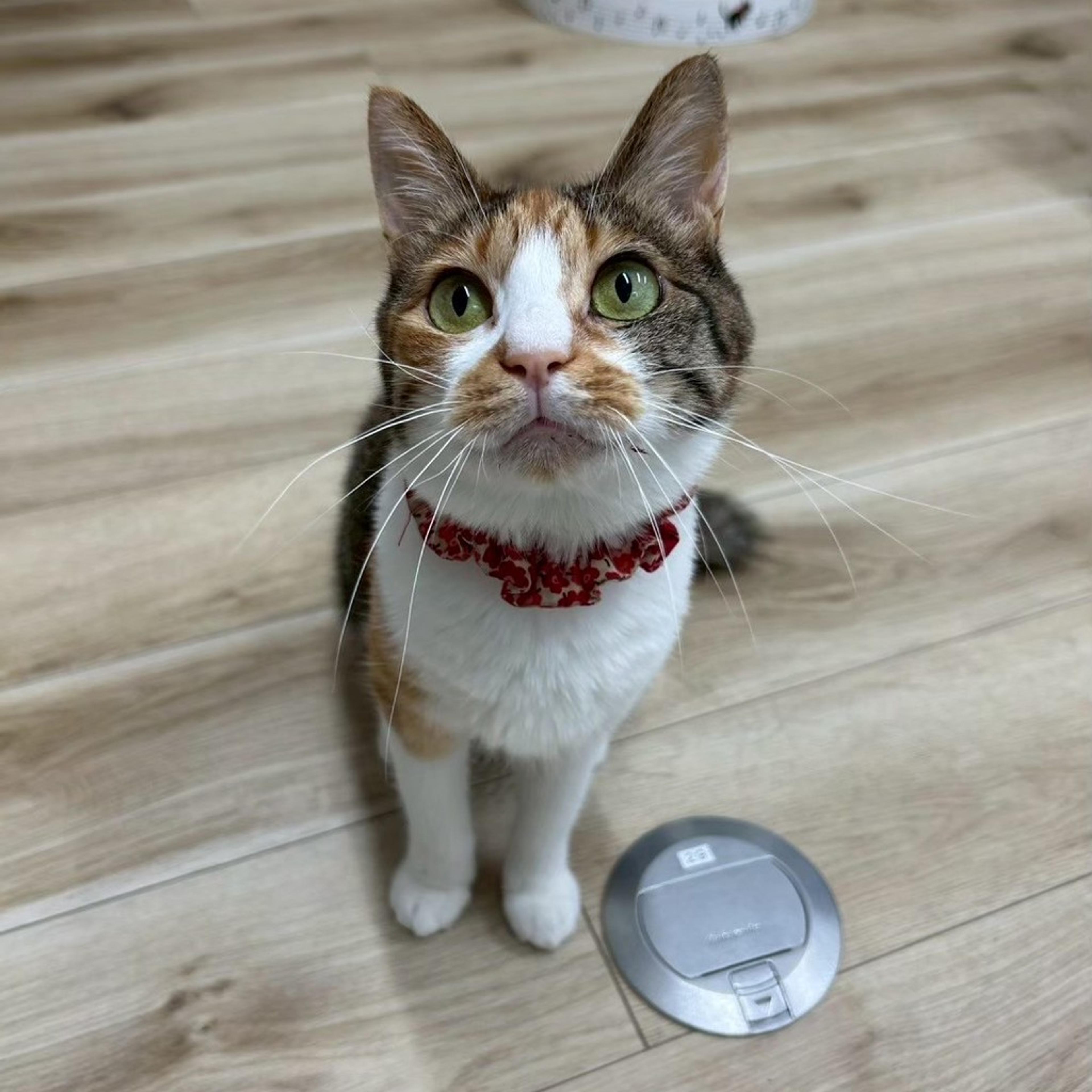 pet-image-7