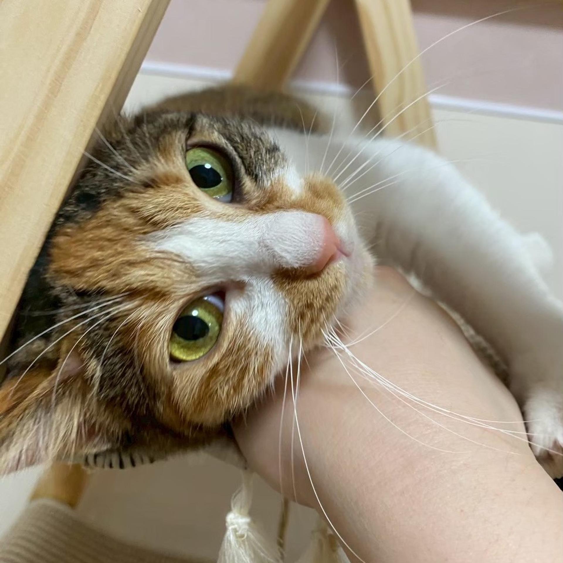 pet-image-8