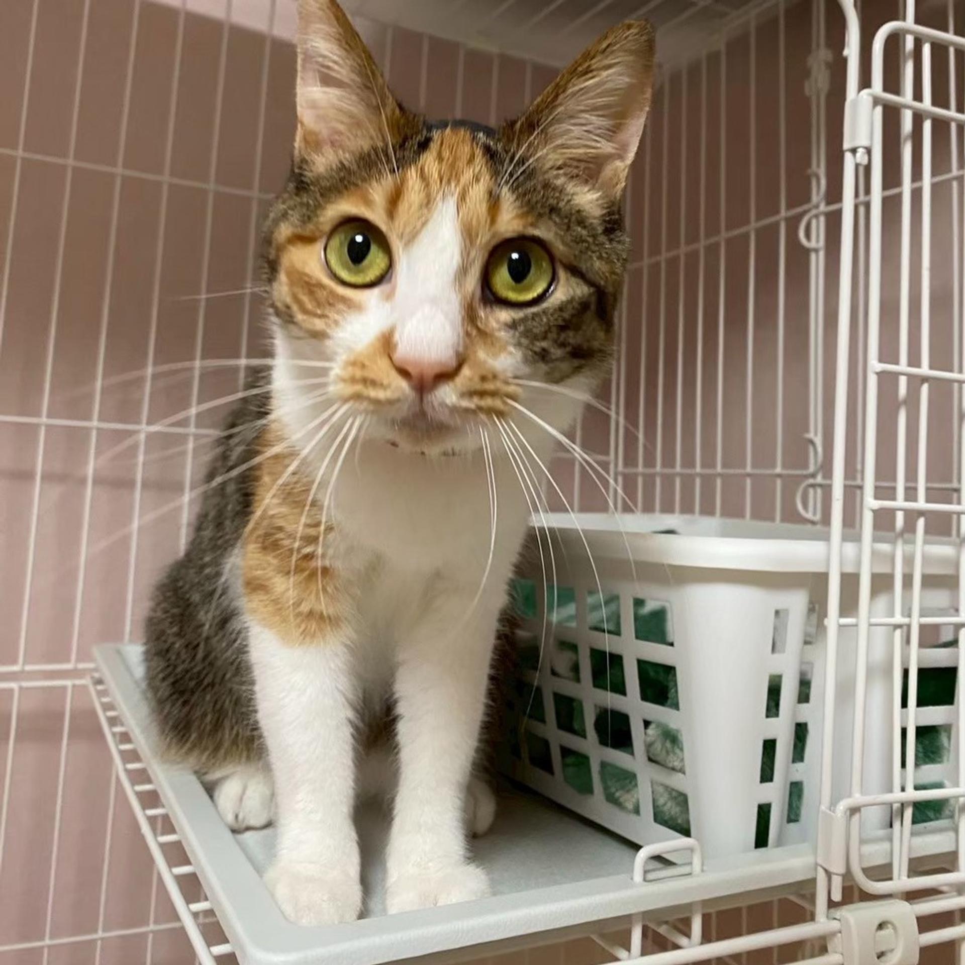 pet-image-9
