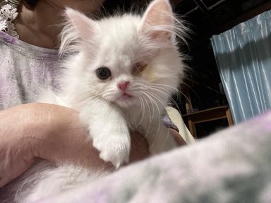 ウィンク