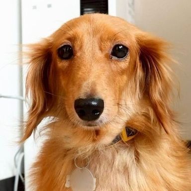 ミニチュア・ダックスフンド・メスの里親募集の写真