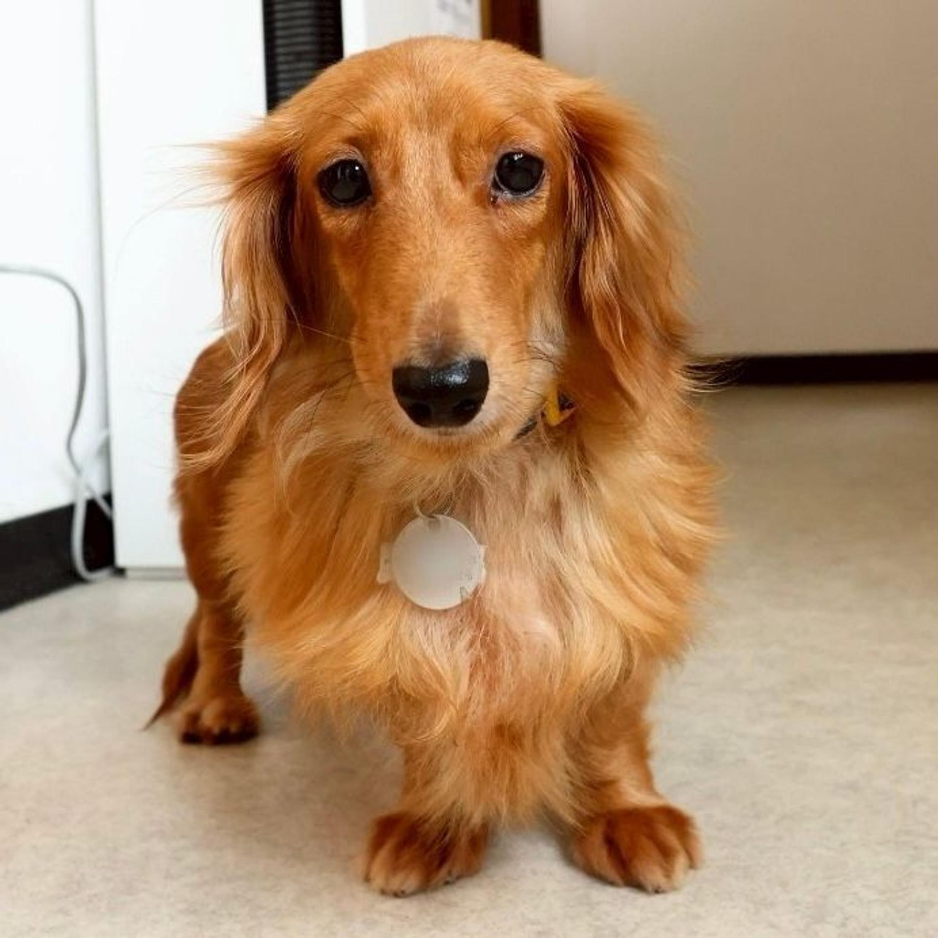 pet-image-2